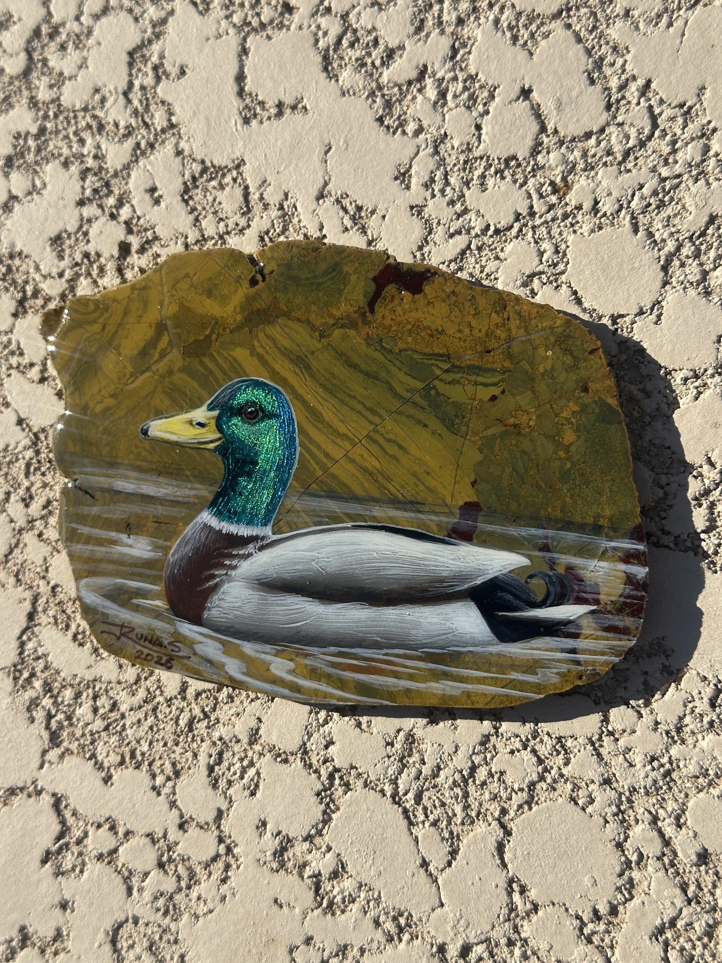 Malard Duck on Jasper