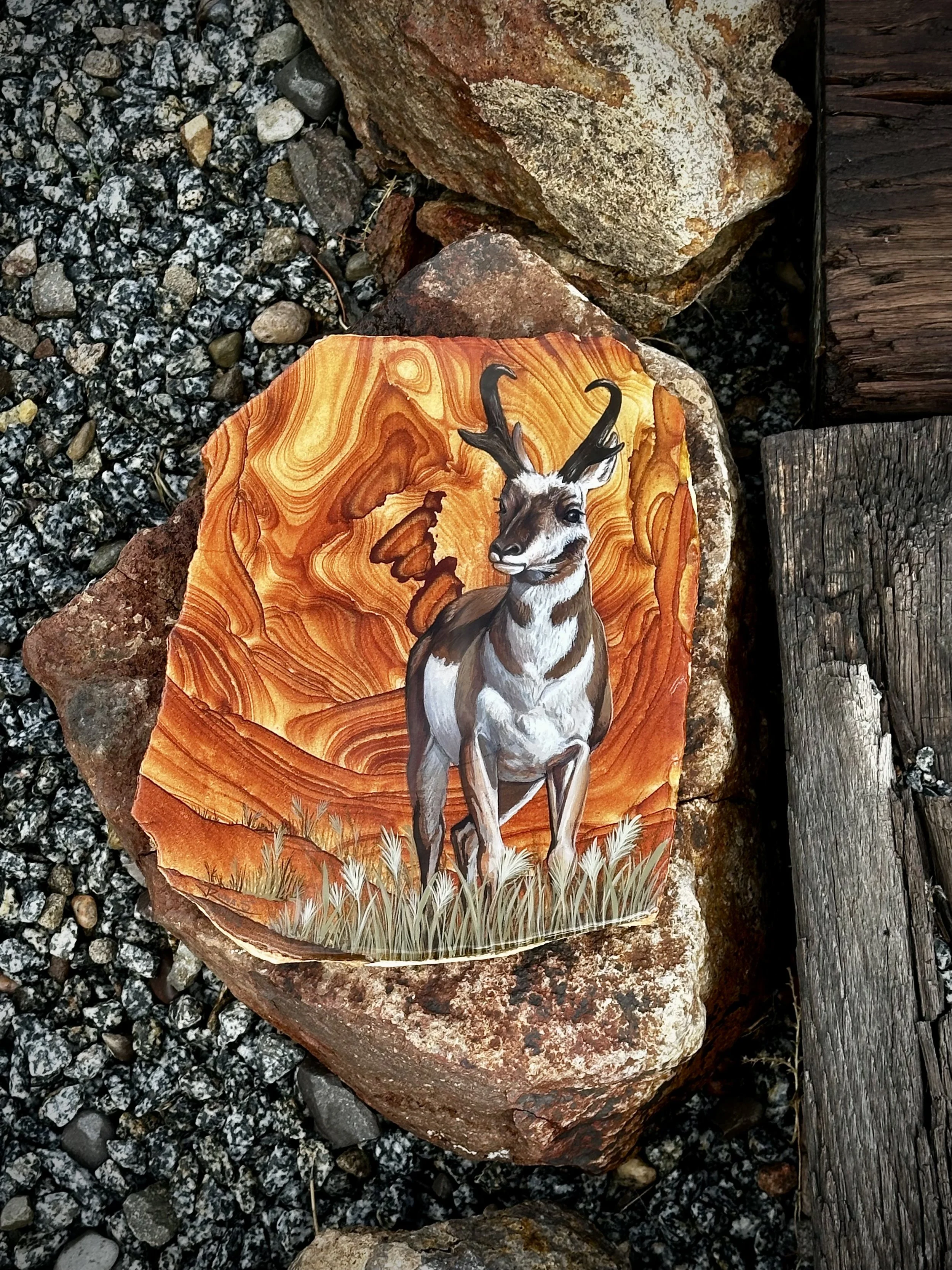 Pronghorn