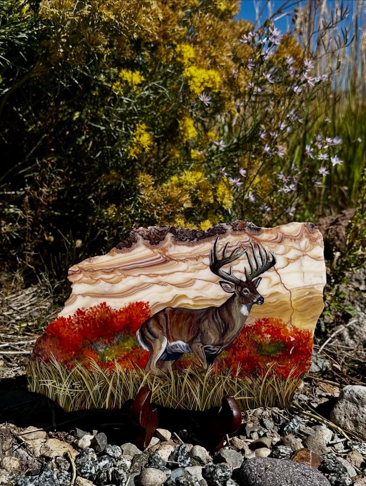 Whitetail