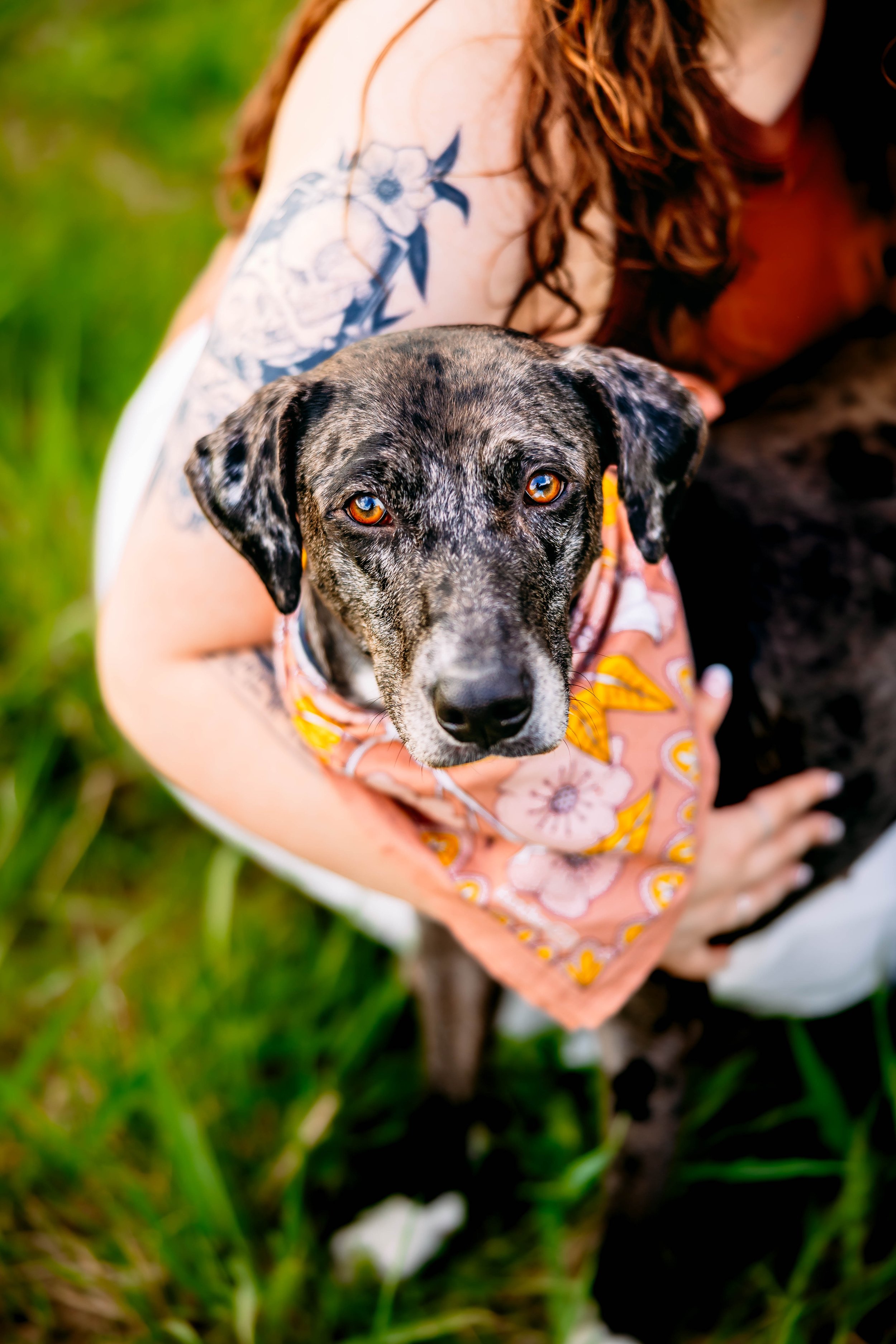 A brindle-coated dog with amber eyes wearing a patterned bandana, looking up at the camera while being held by a person with a floral tattoo on their arm, outdoors on green grass.