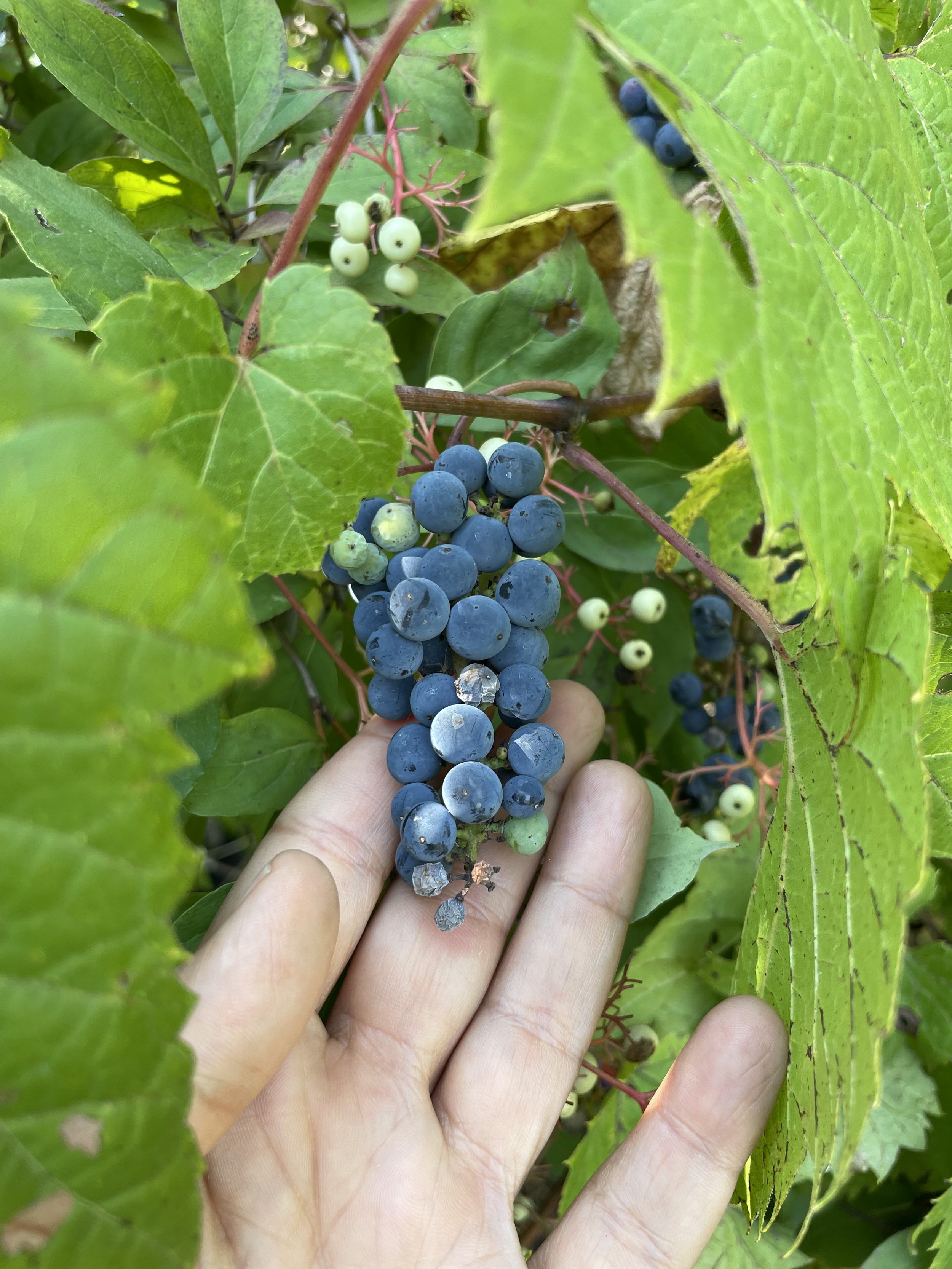 Three Ingredient Jam