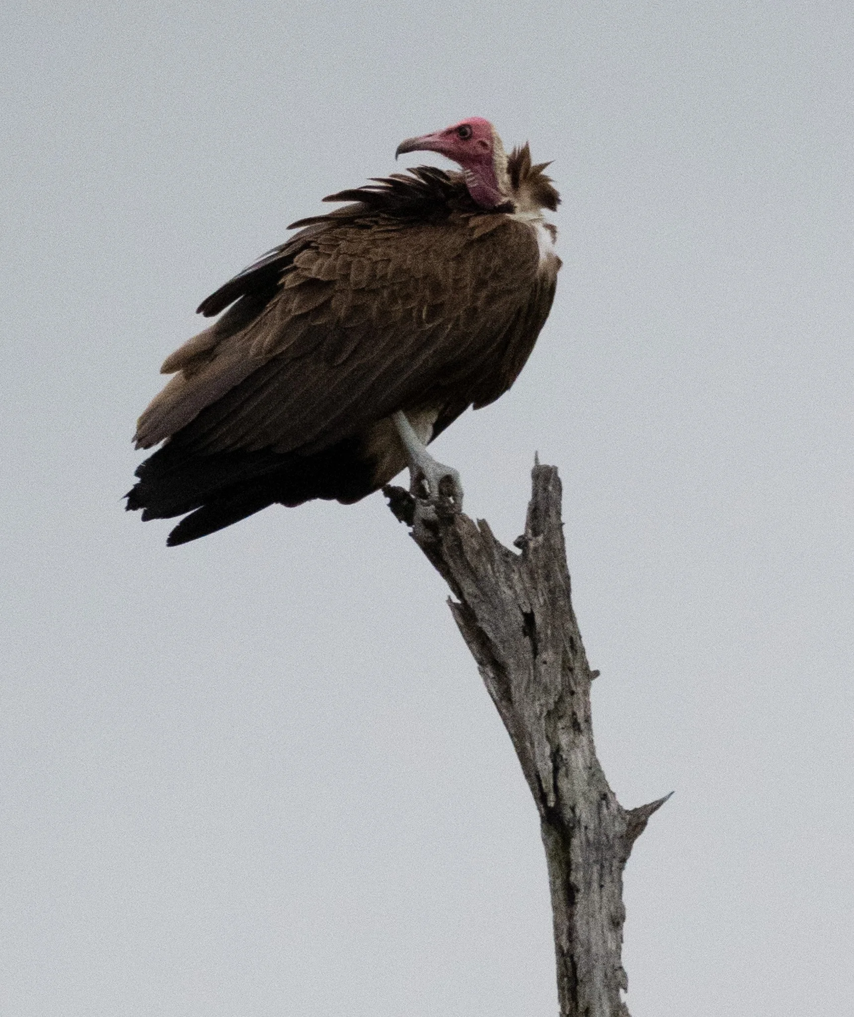 lone vulture.jpg