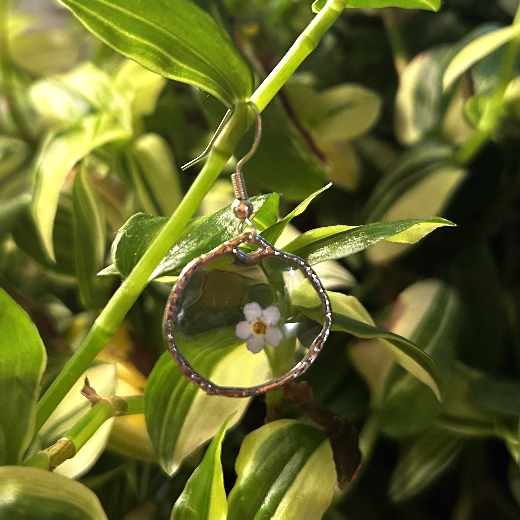 small forget me not 3.jpg