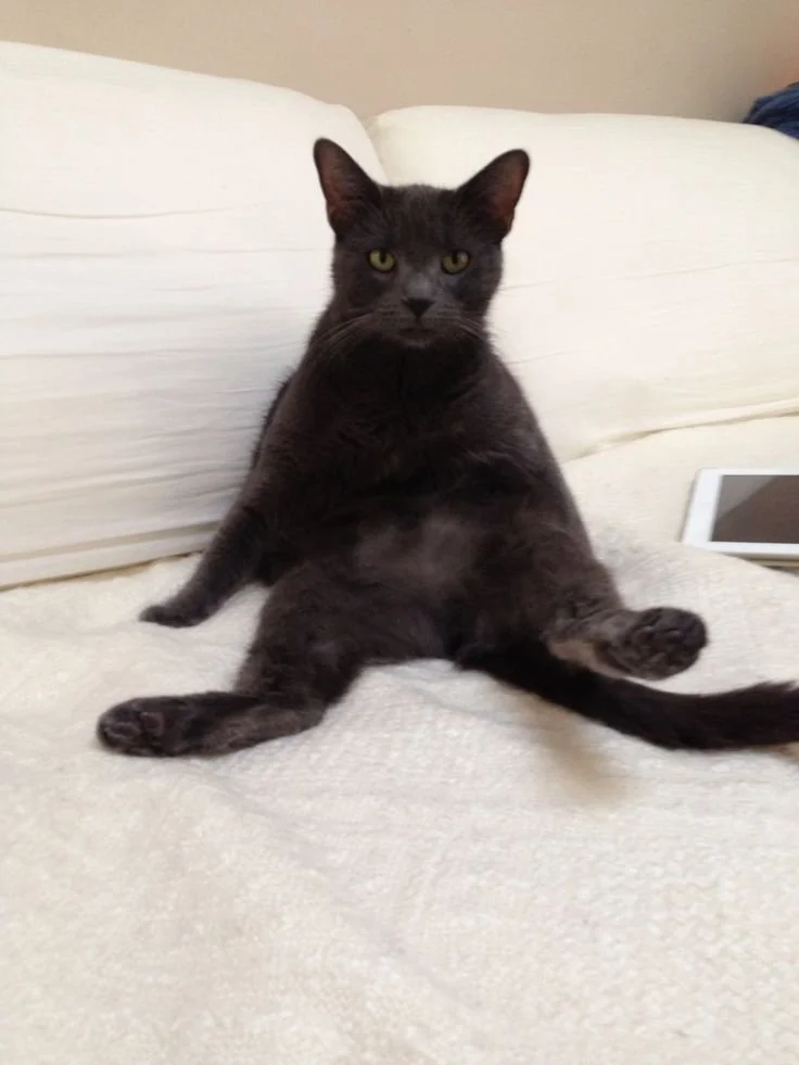 Black cat sitting on a bed with legs spread out, looking at the camera.