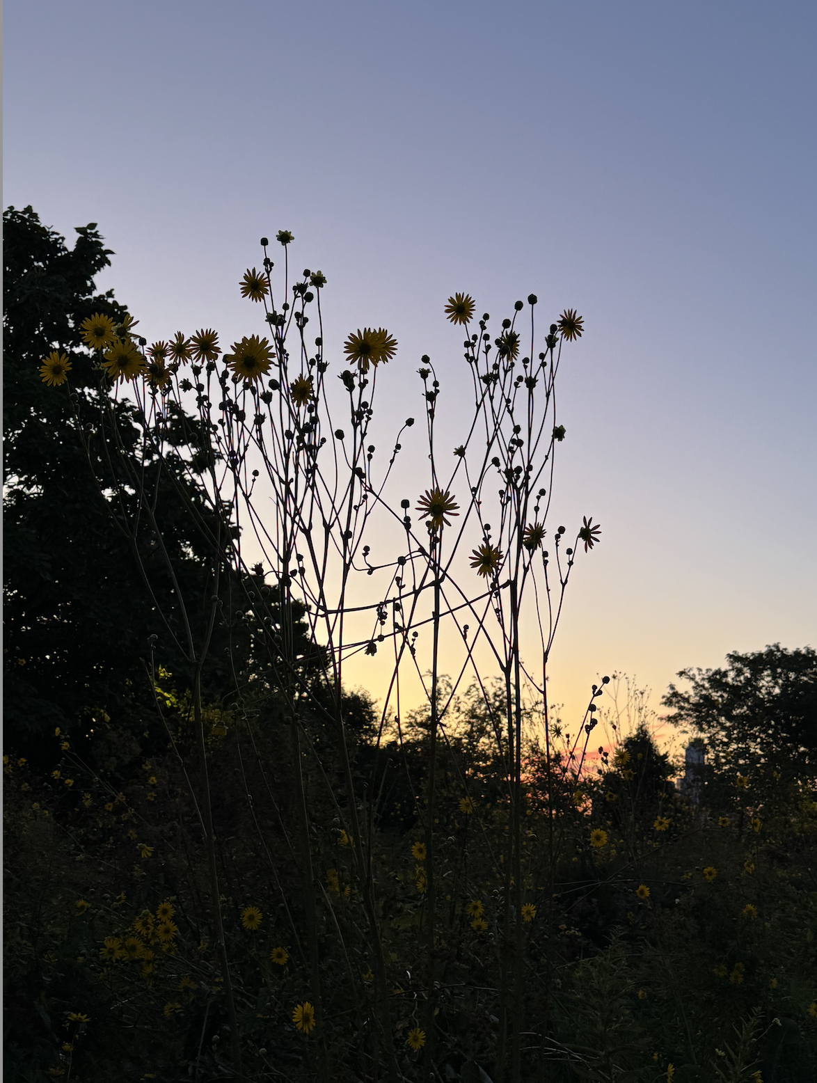 Silhouetted tall wildflowers with yellow blossoms against a sunset sky, with trees in the background.