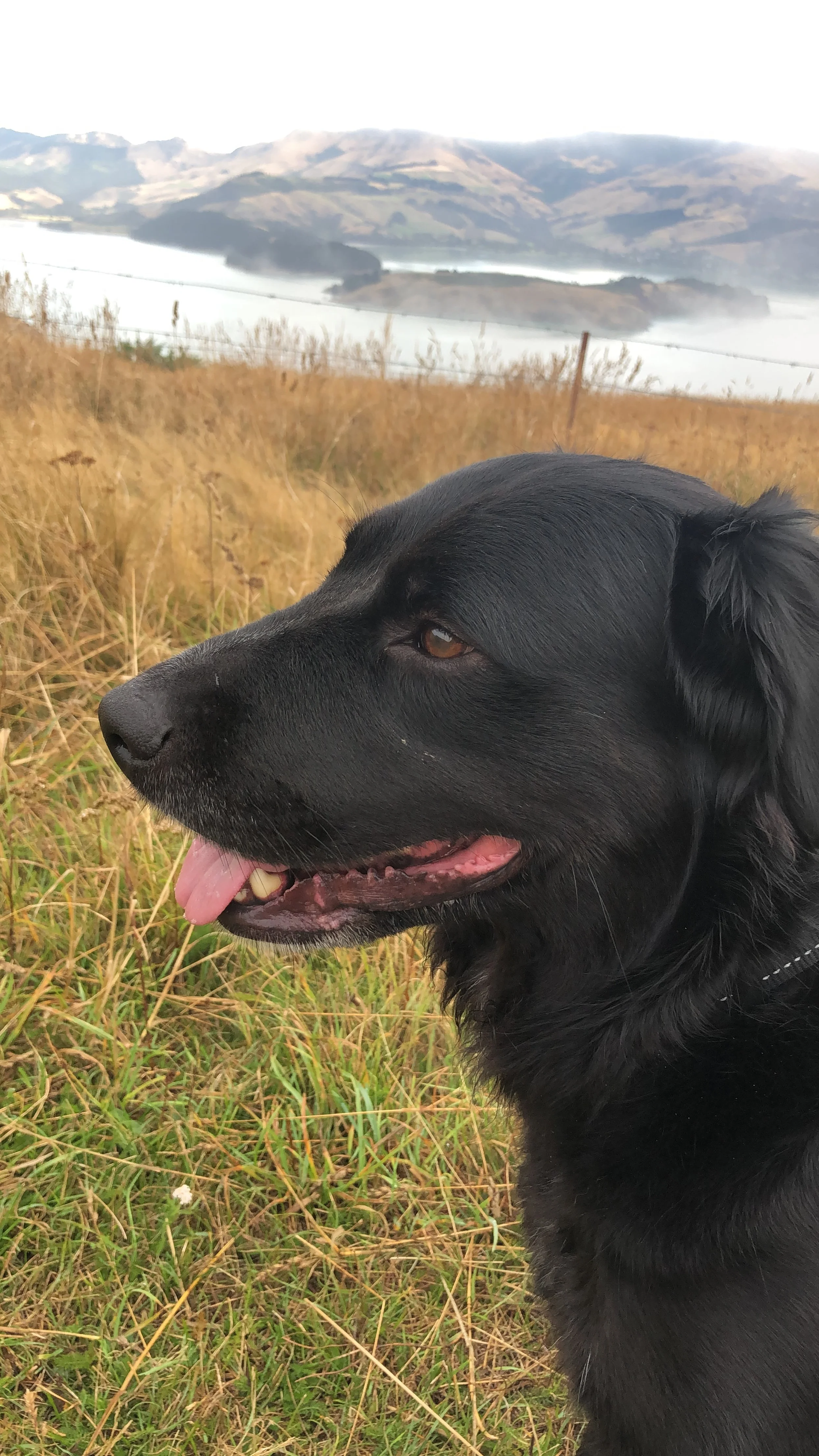 Profile view of a black dog with brown eyes and pink tongue, in a grassy field with hills, water, and mountains in the background.