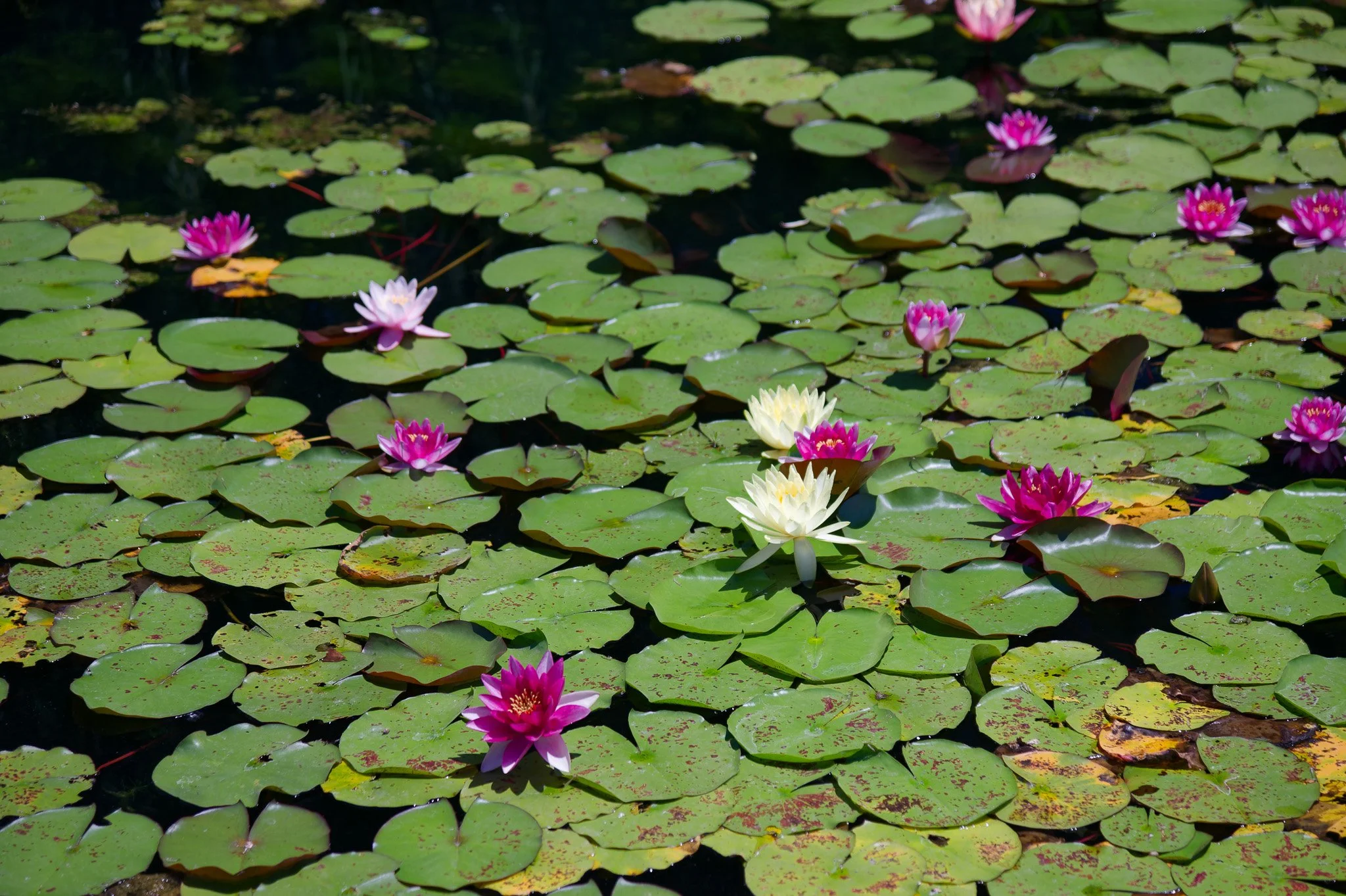 Lily Pond Postcard