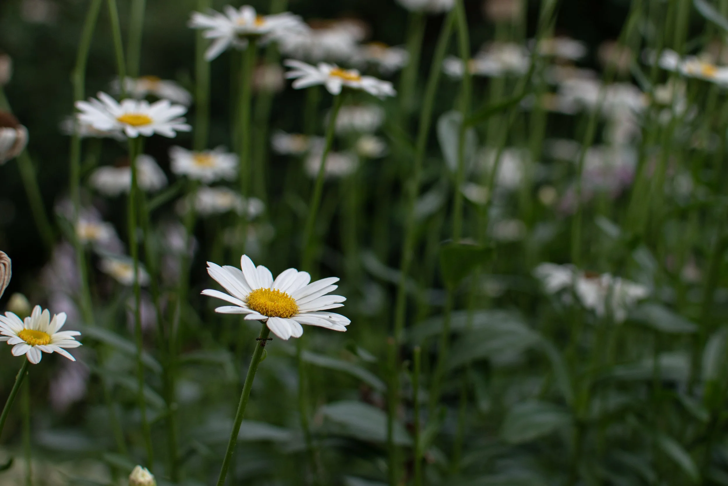 Daisies