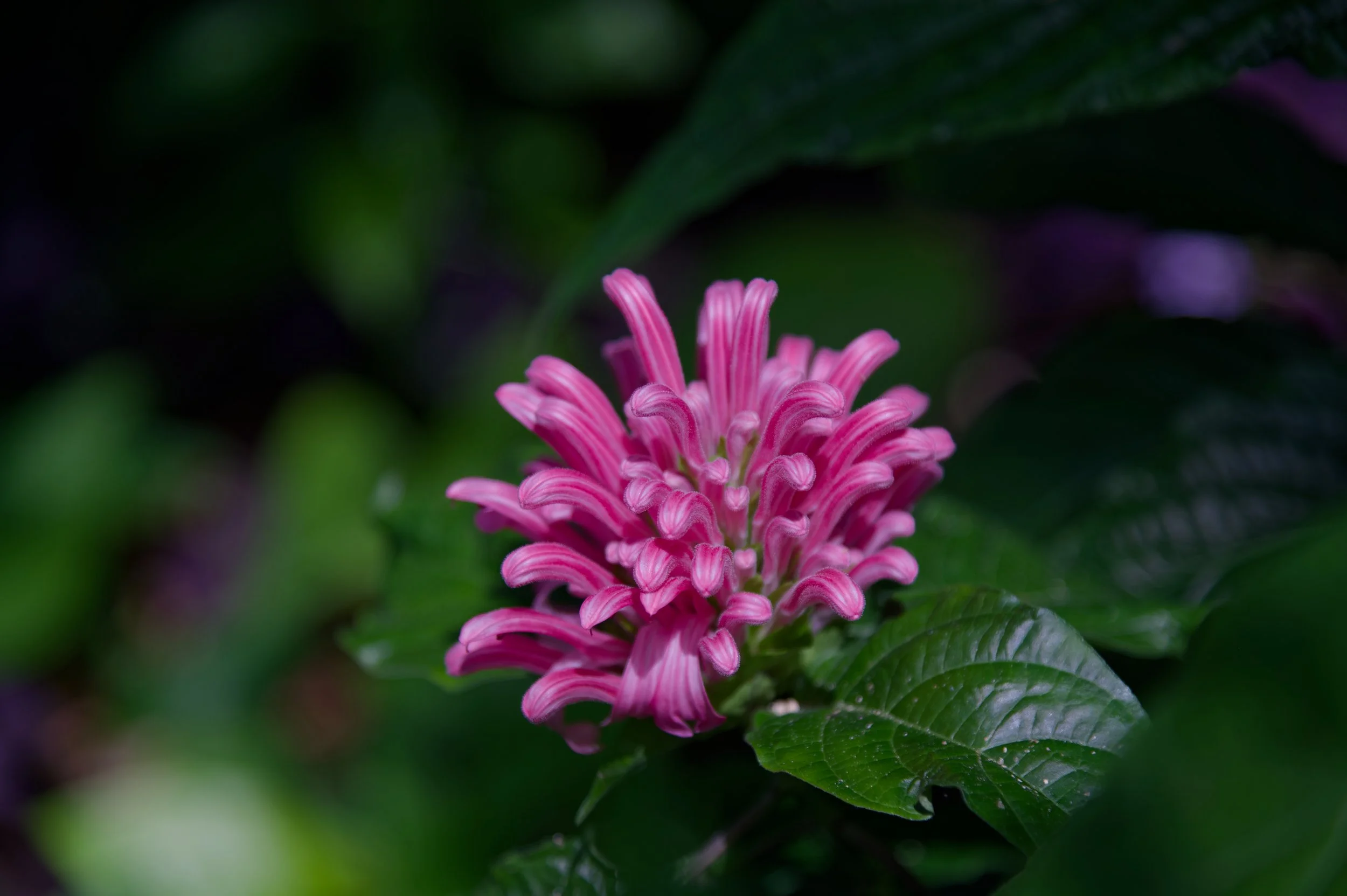 Pink Jacobinia Postcard