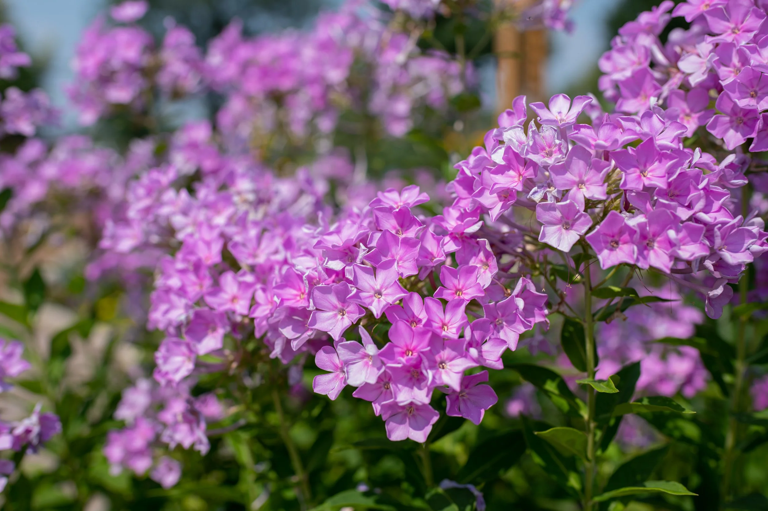 Phlox Postcard