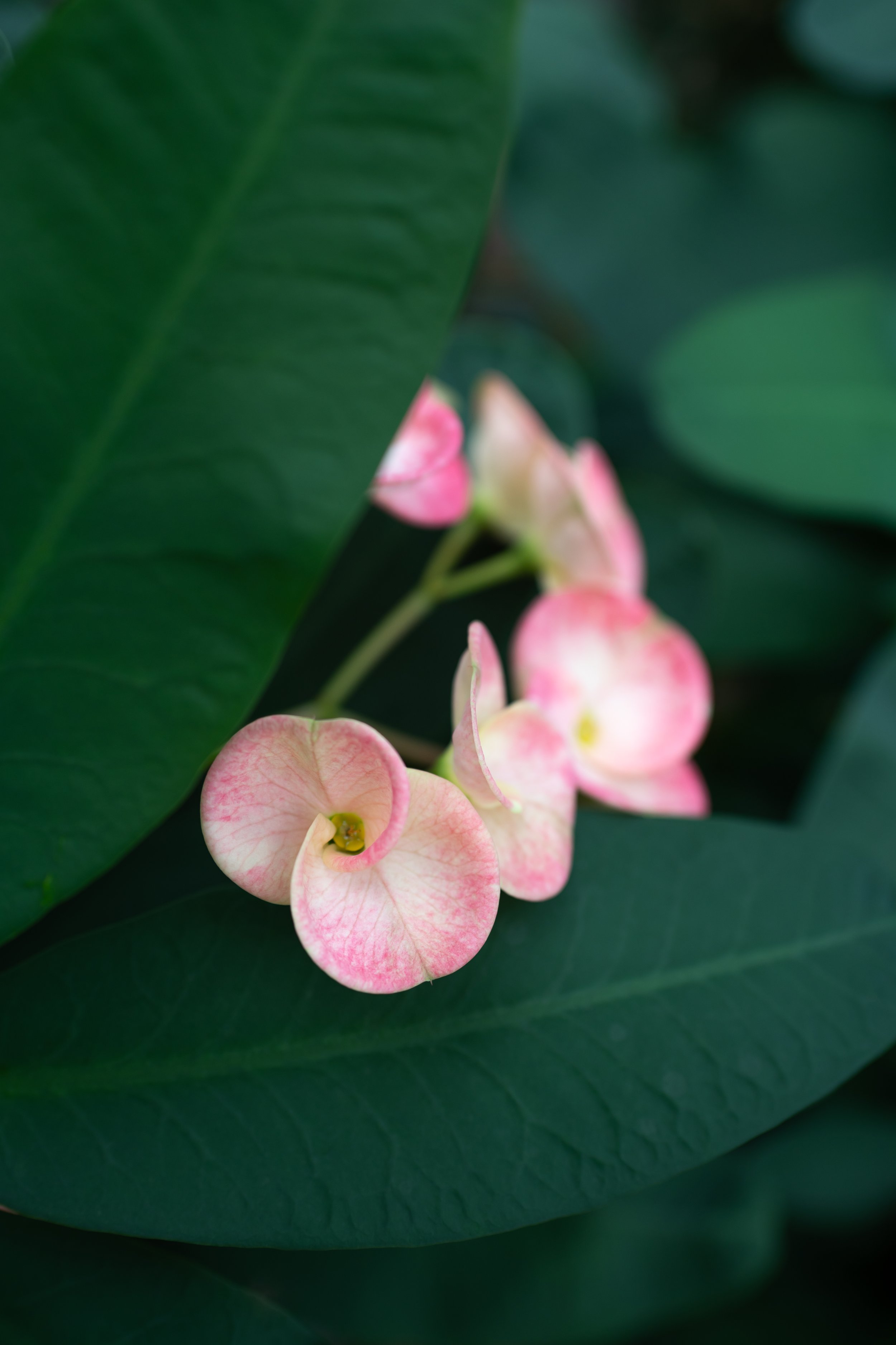 Crown of Thorns Postcard