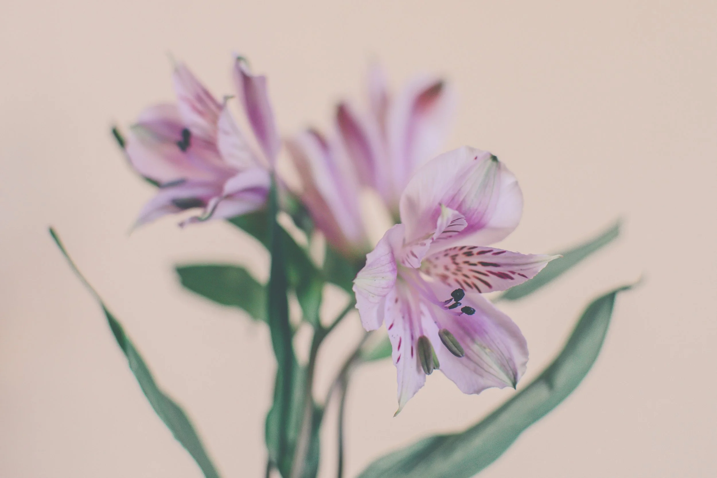 Peruvian Lily