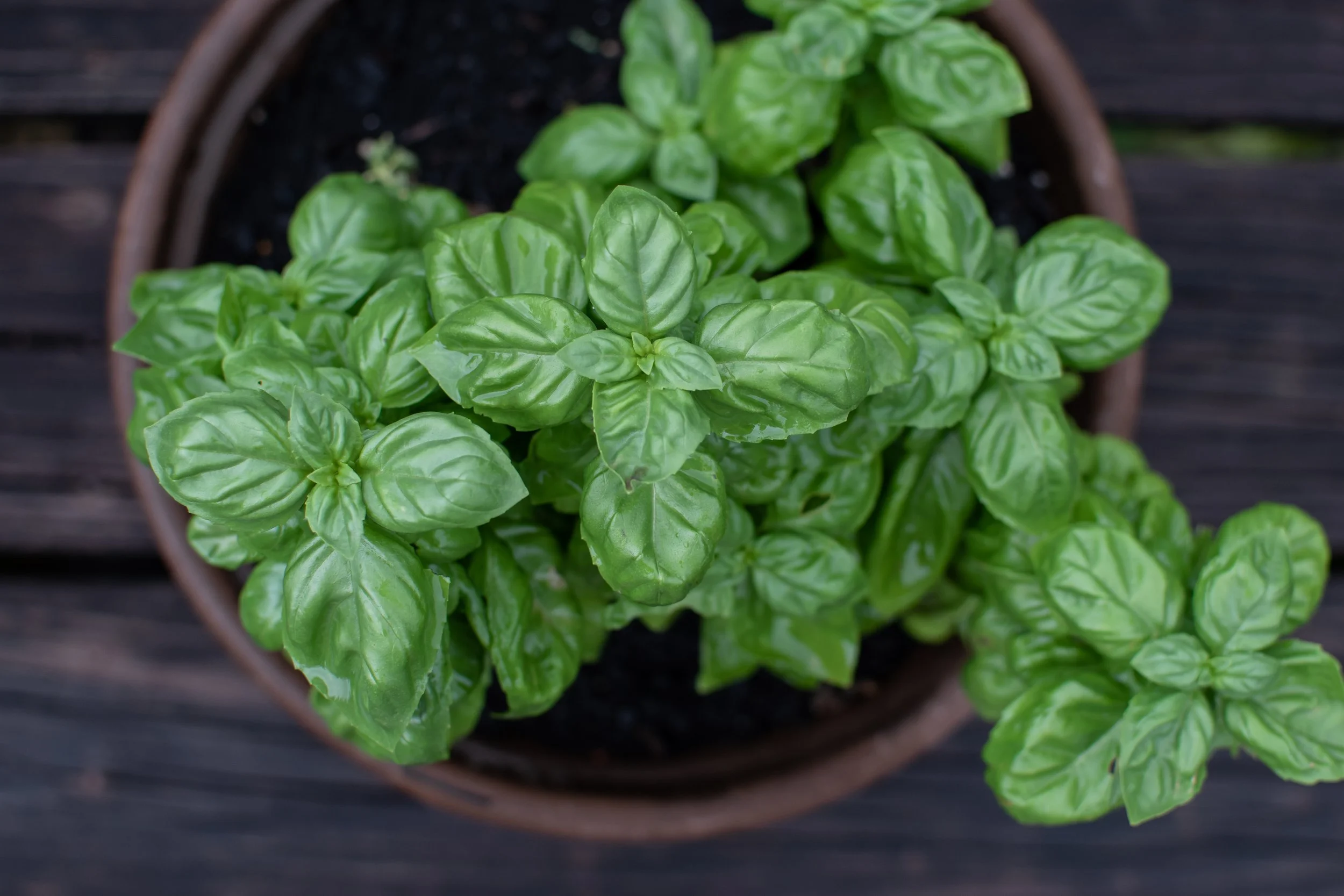 Potted Basil Plant
