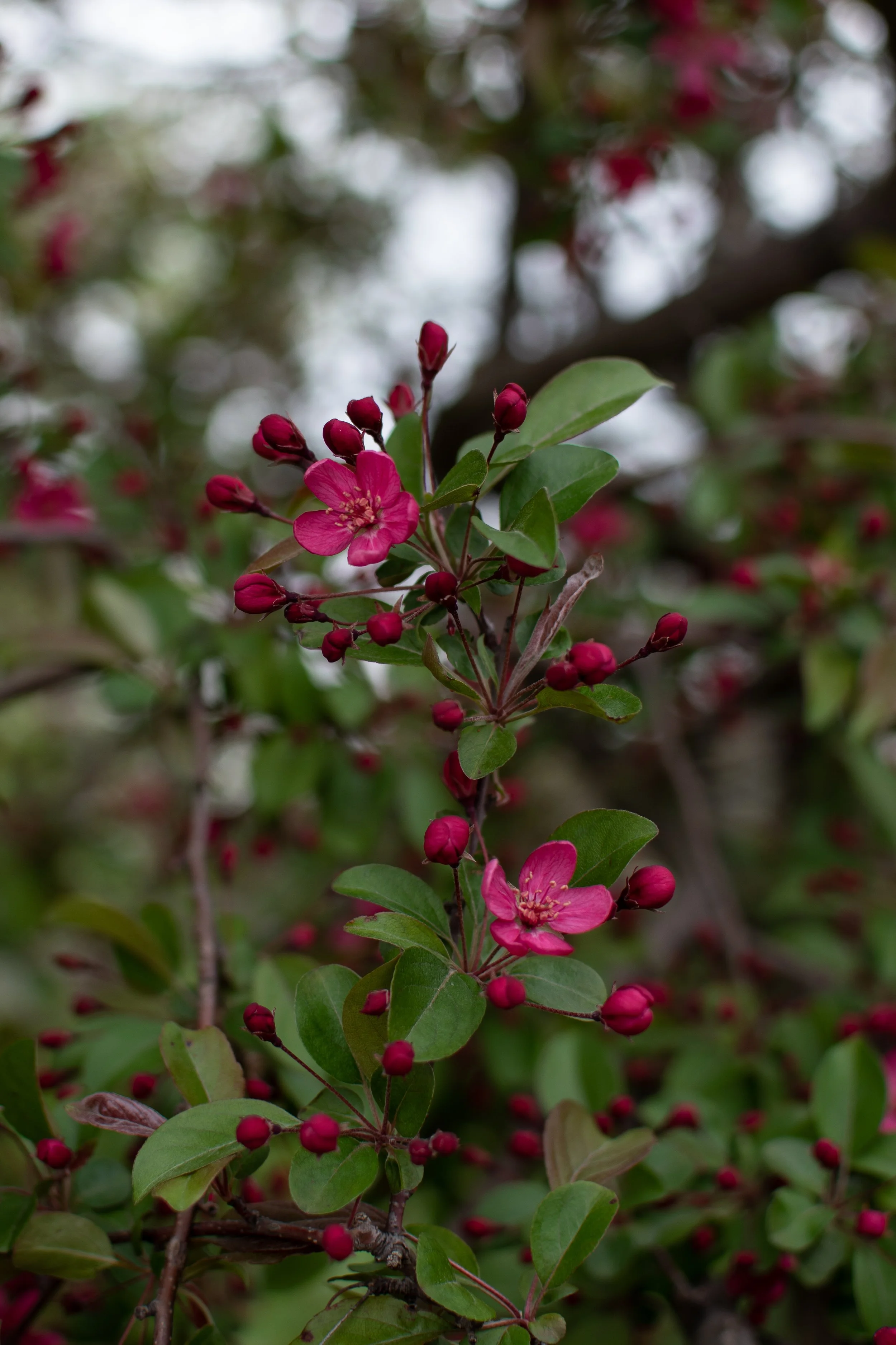 Crab Apple Blossom