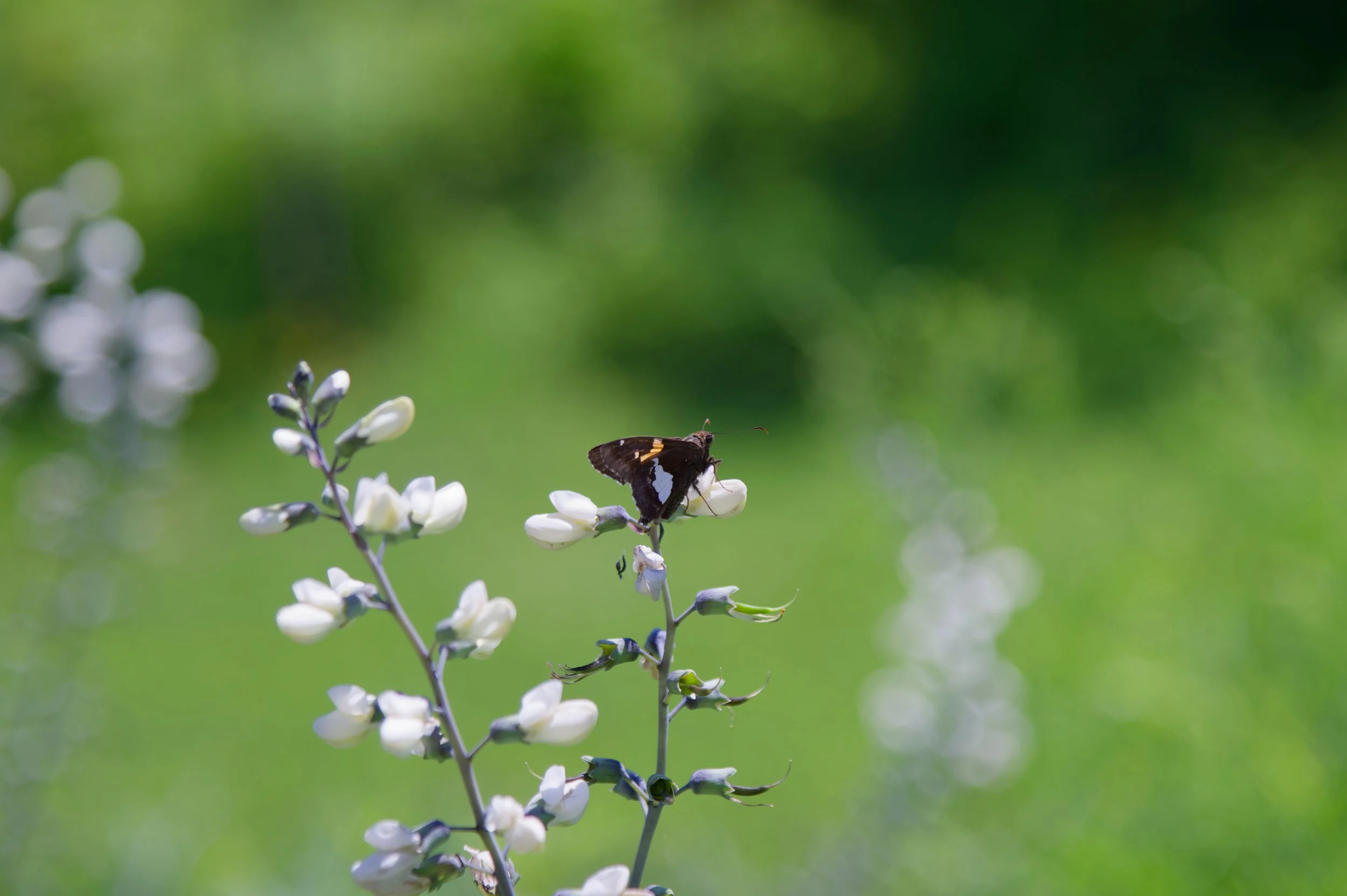 Hoary Edge on Wild White Indigo
