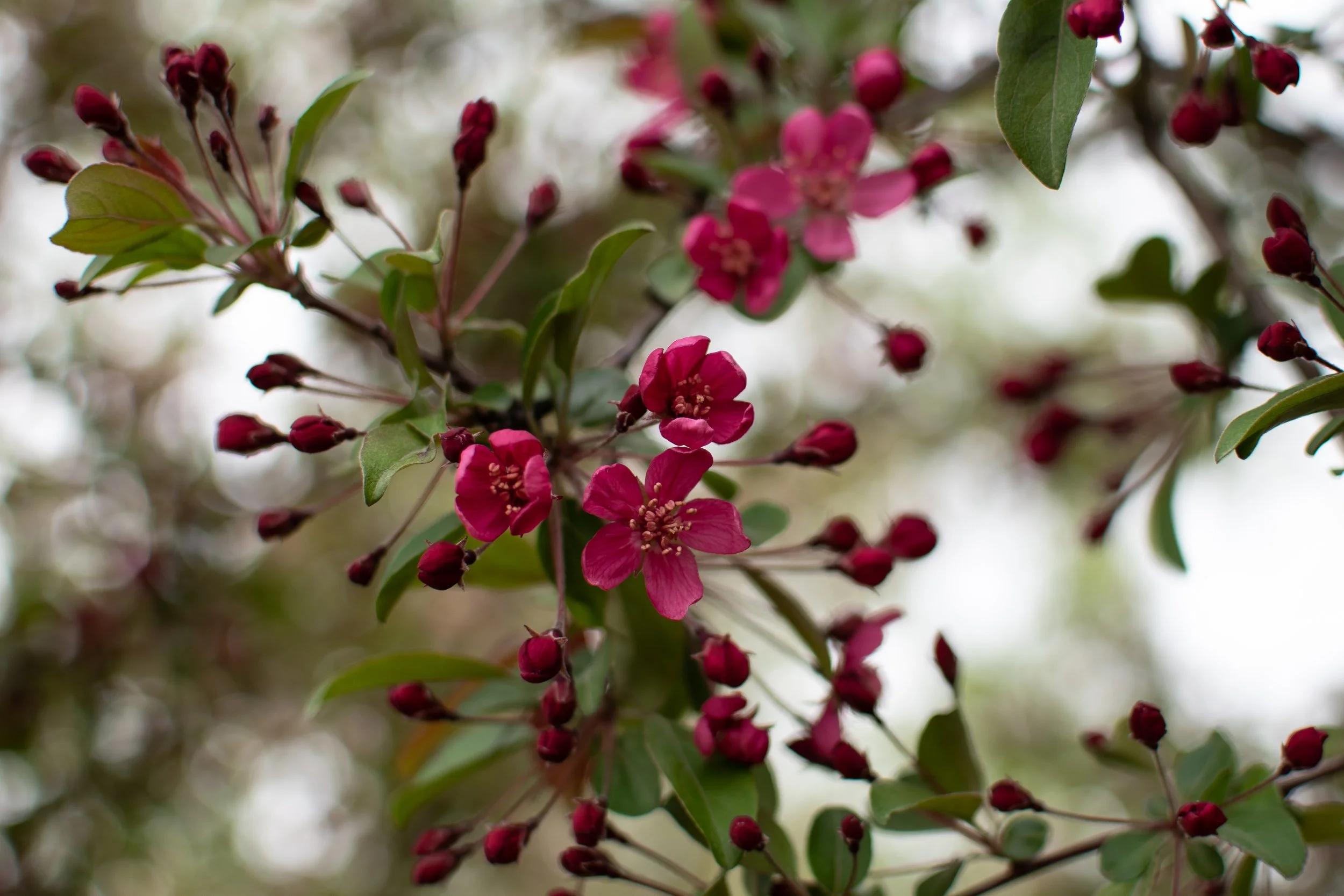 Crab Apple Blossom 2 Postcard
