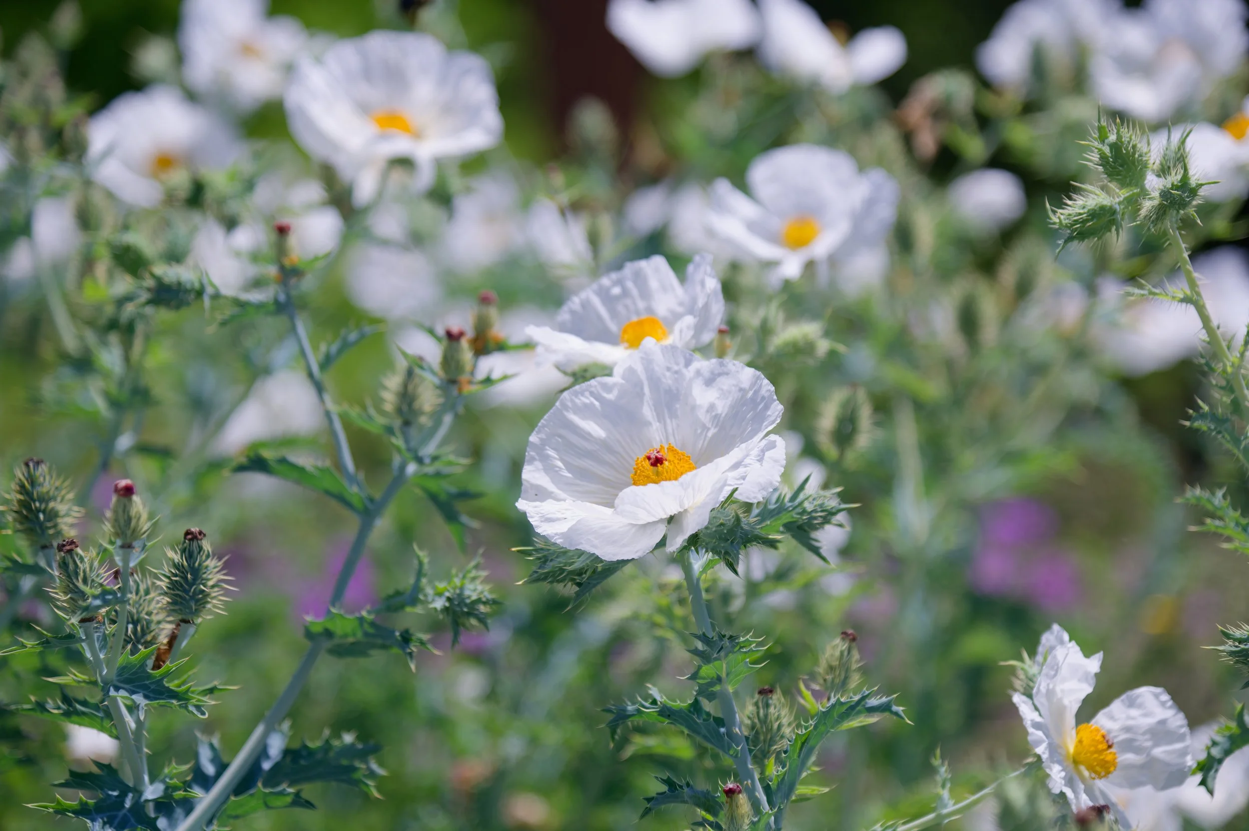 Prickly Poppies
