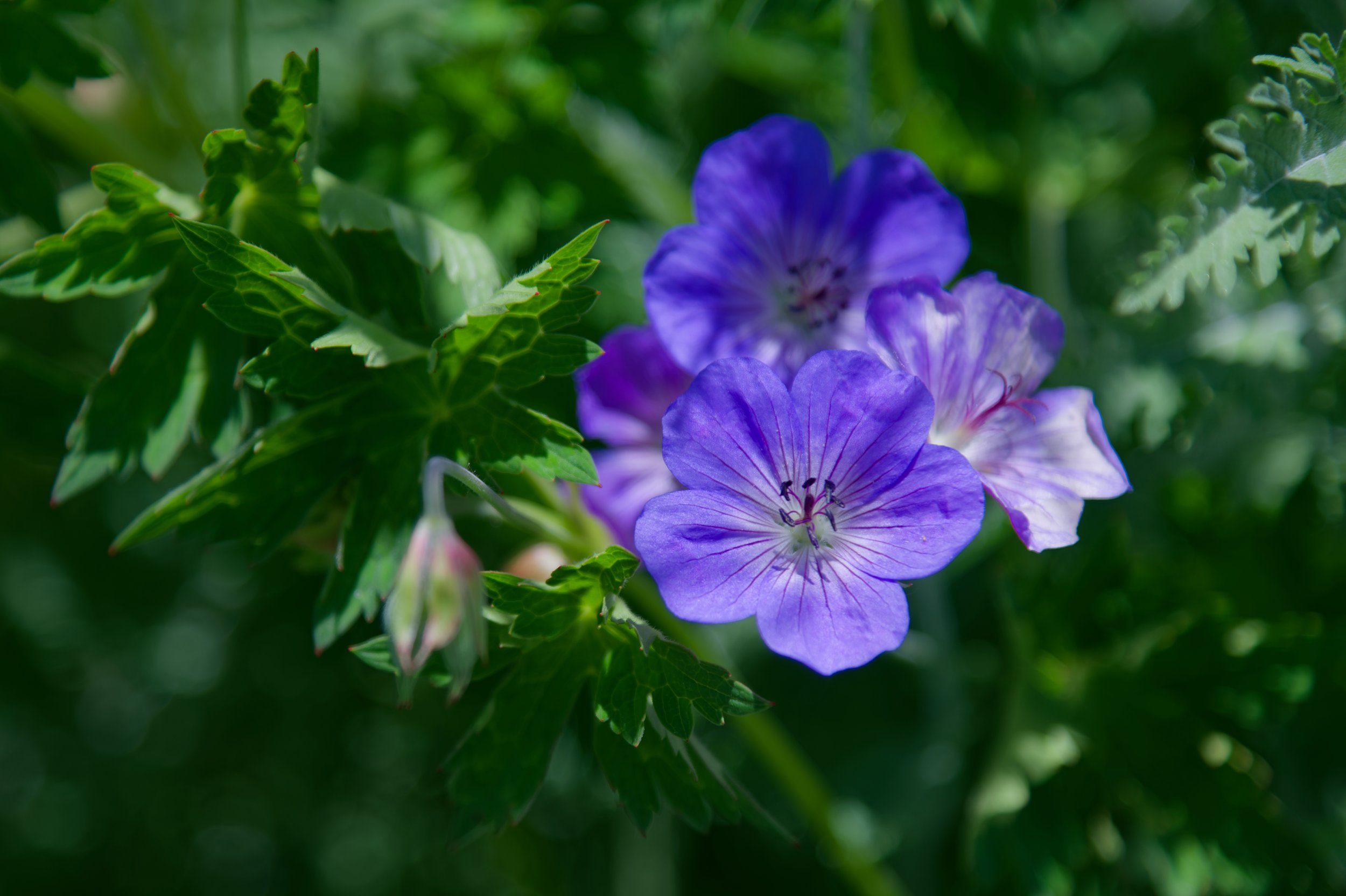 Purple Geranium