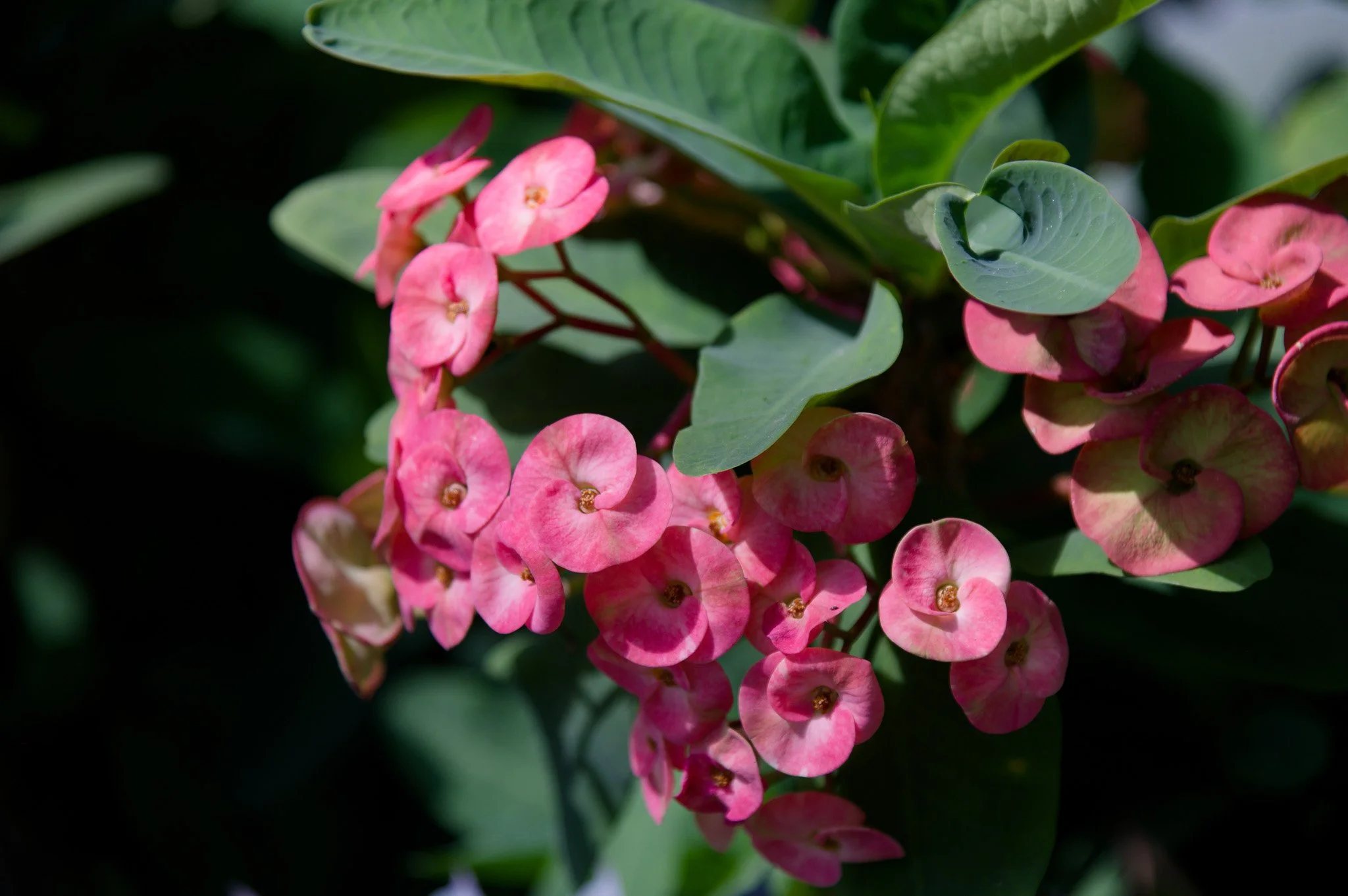 Crown of Thorns 2 Postcard