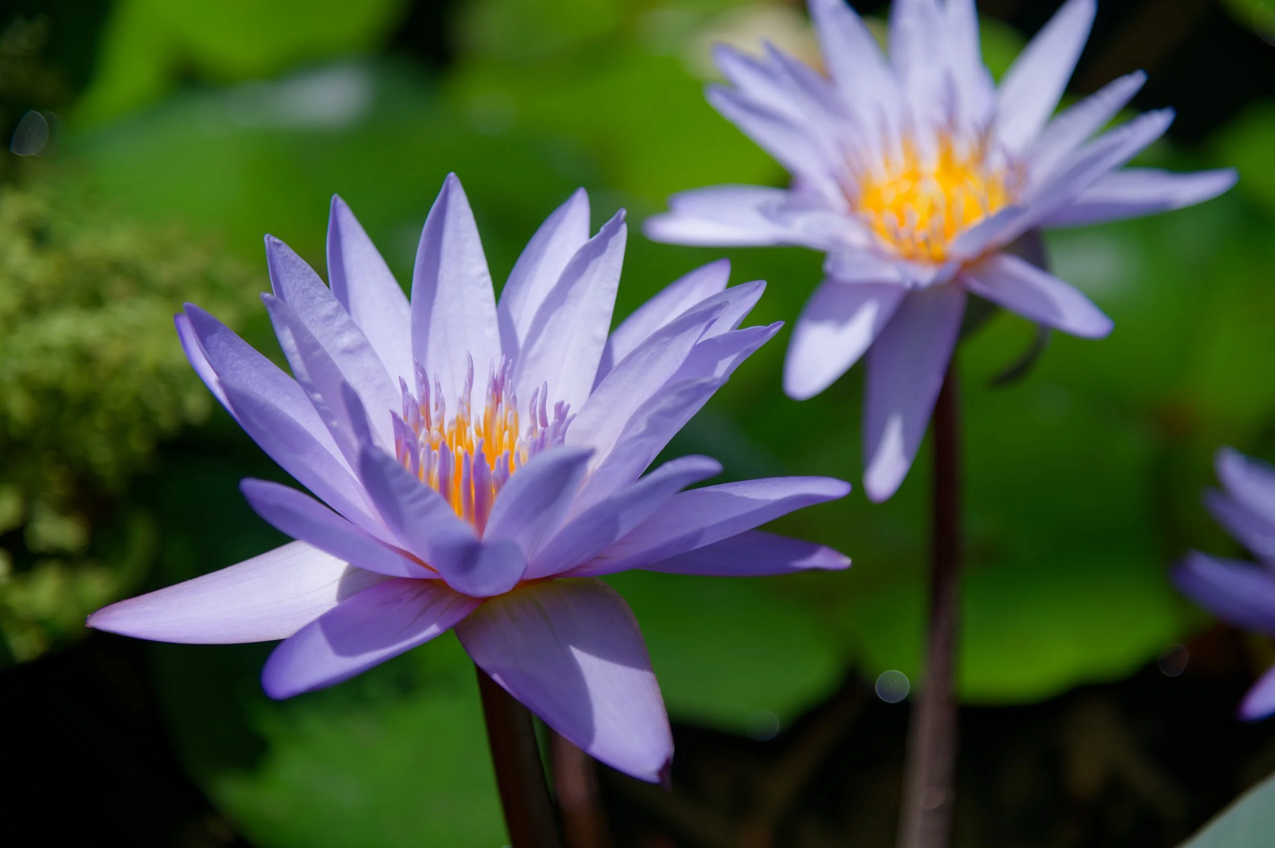 Purple Water Lilies