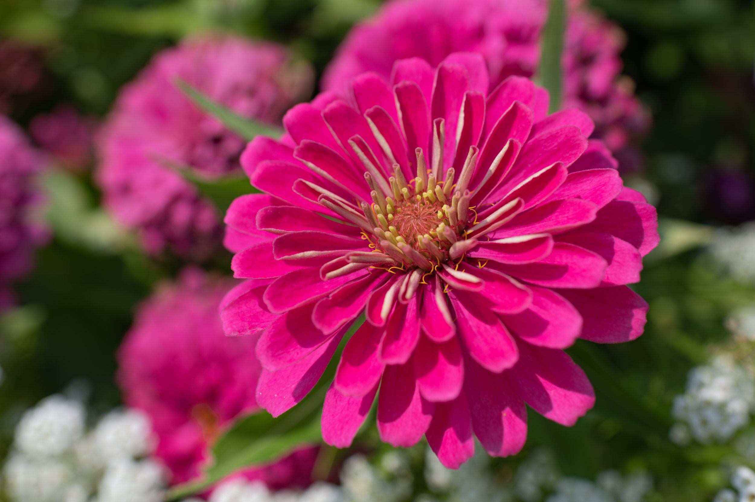 Pink Zinnia