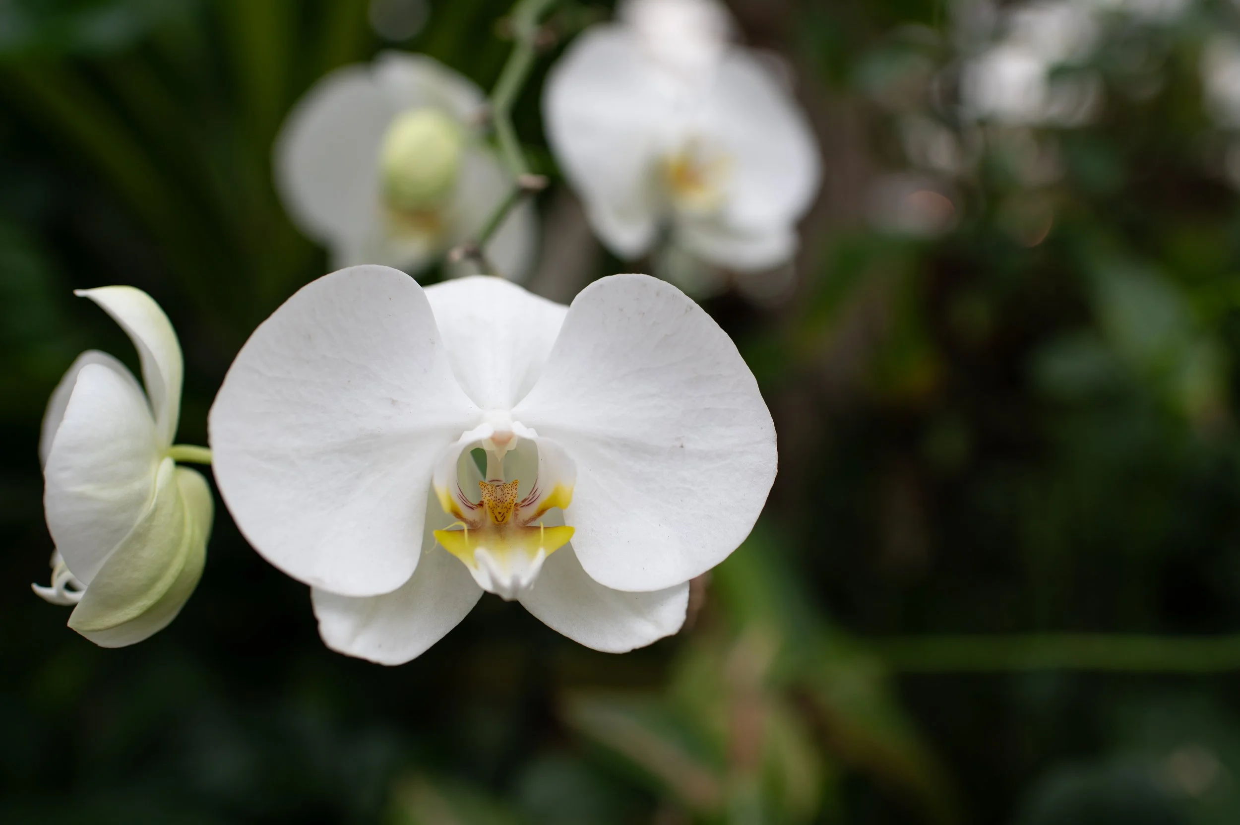 White Orchid
