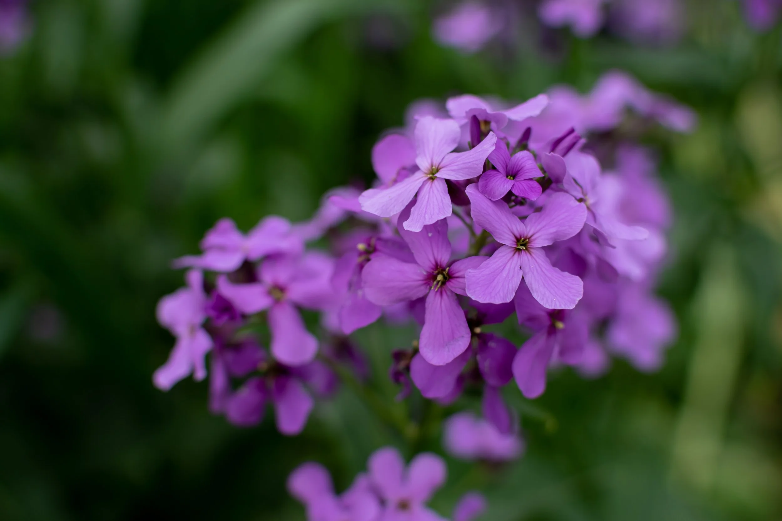 Damask Violet Postcard
