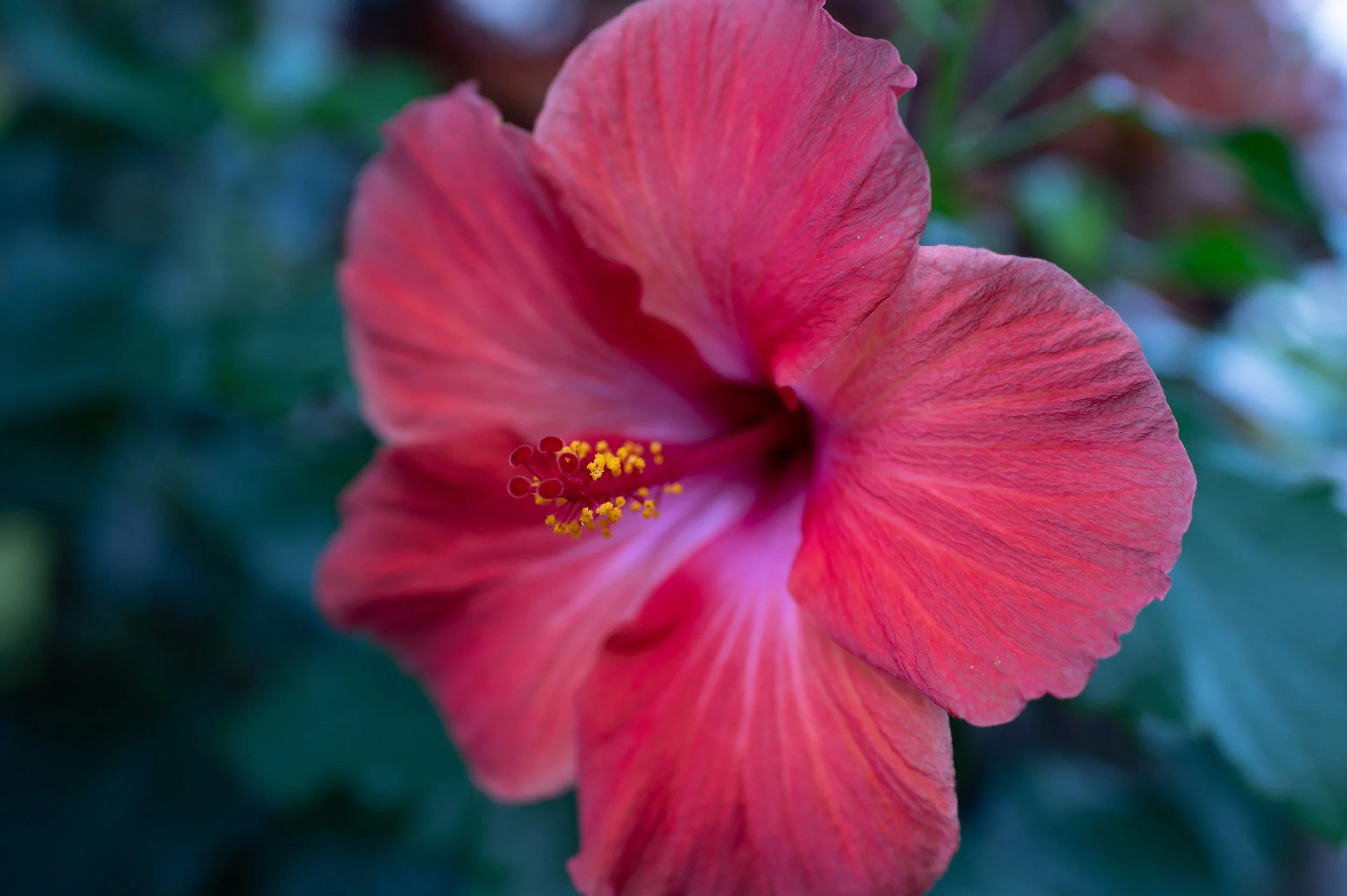 Hibiscus
