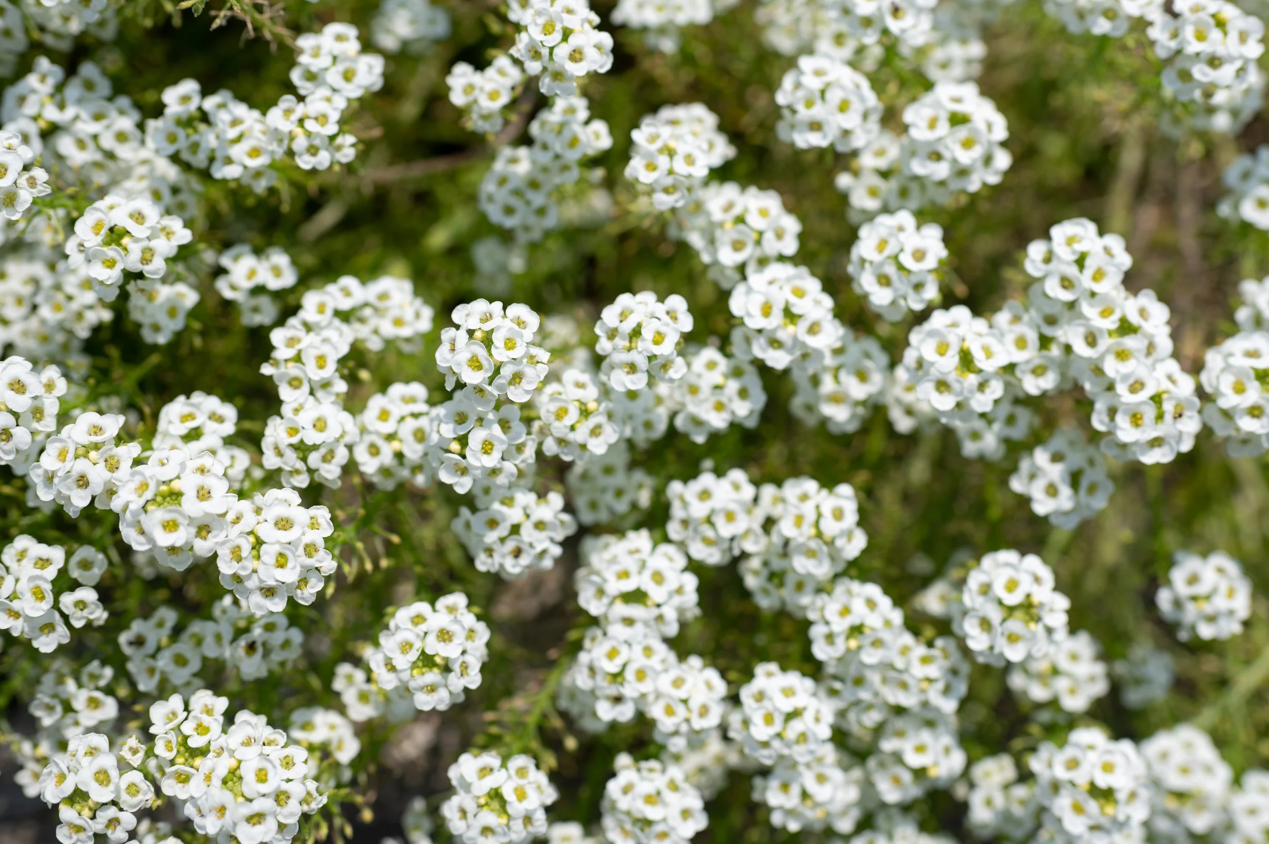 Sweet Alyssum Postcard