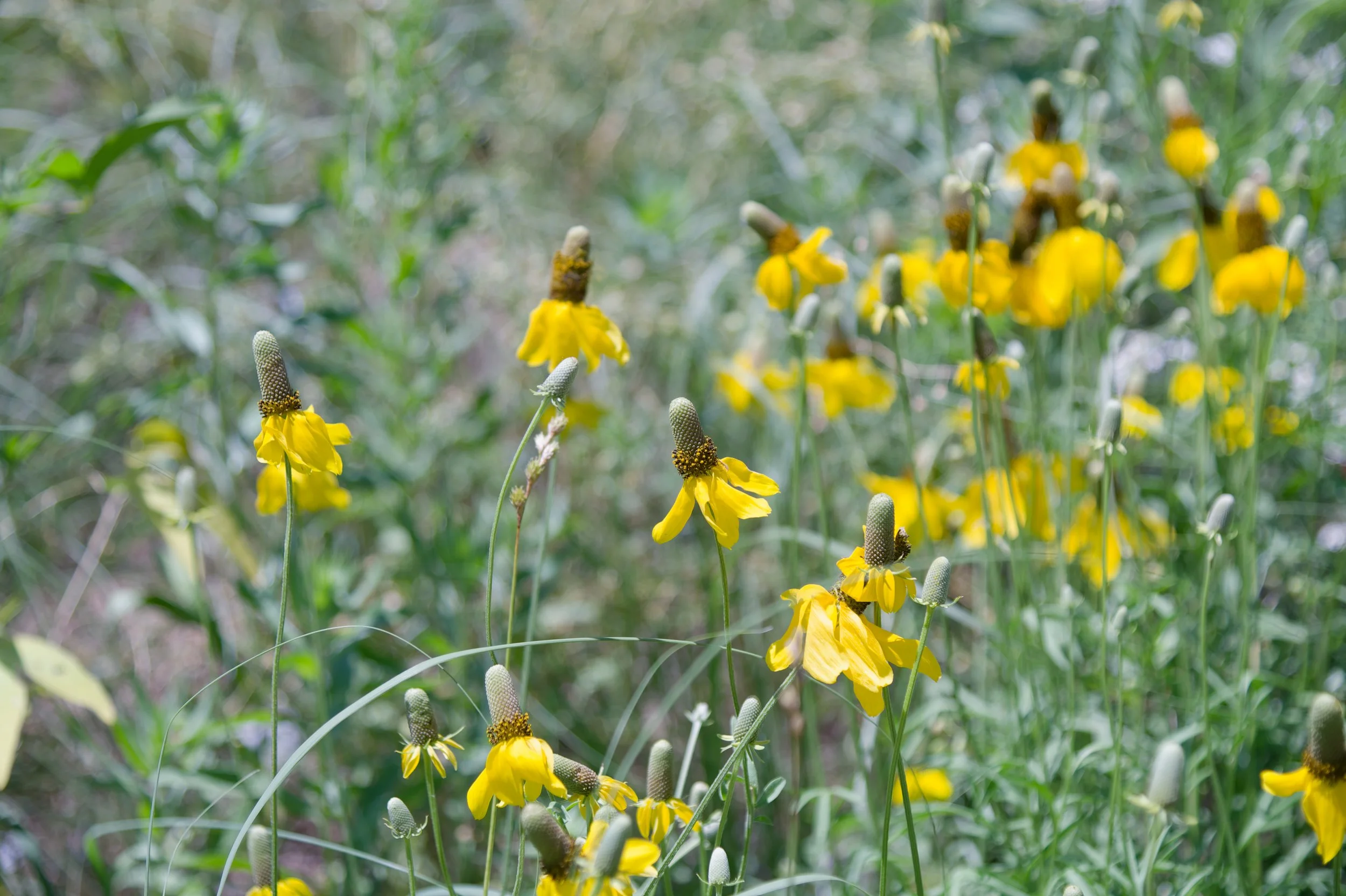 California Coneflower