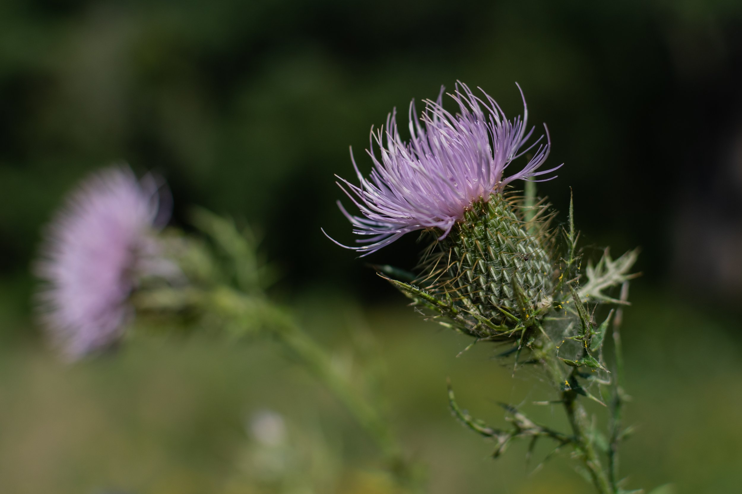 Thistle