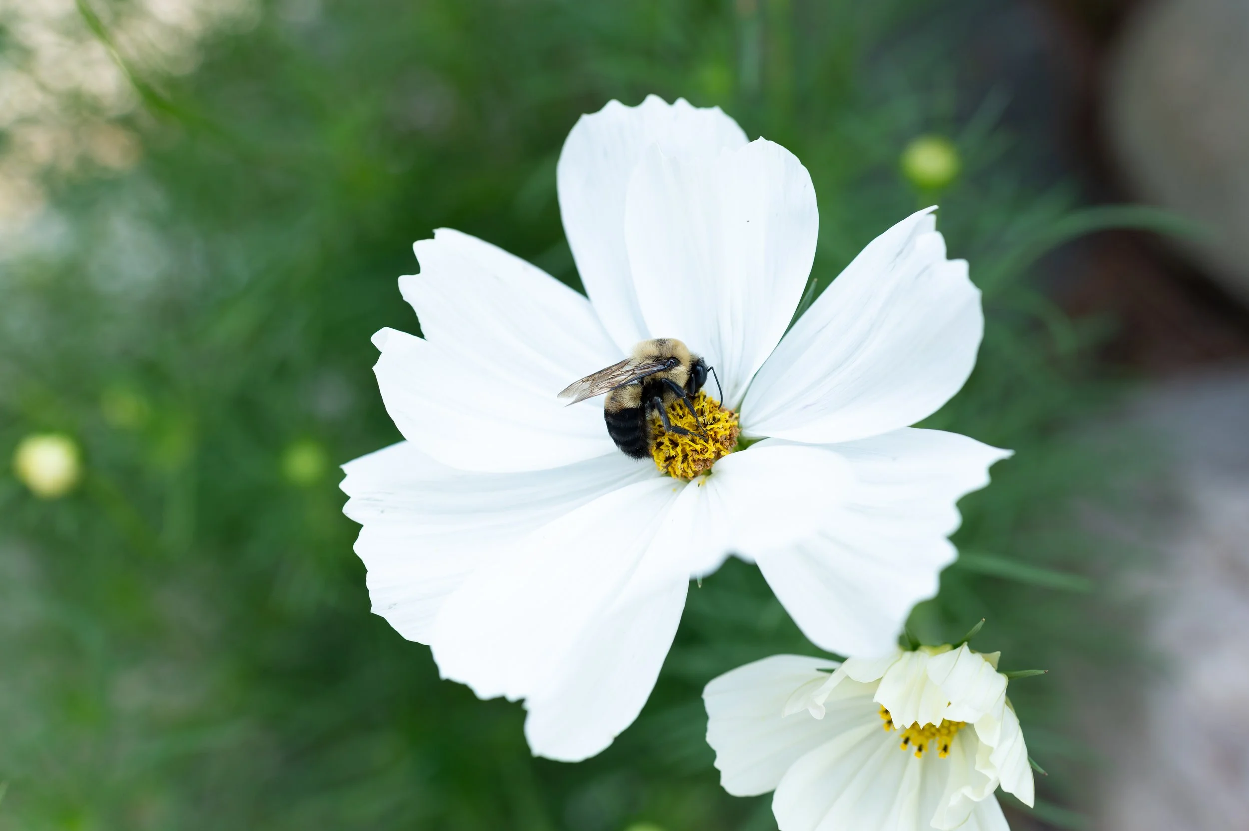 Bee on White Cosmos