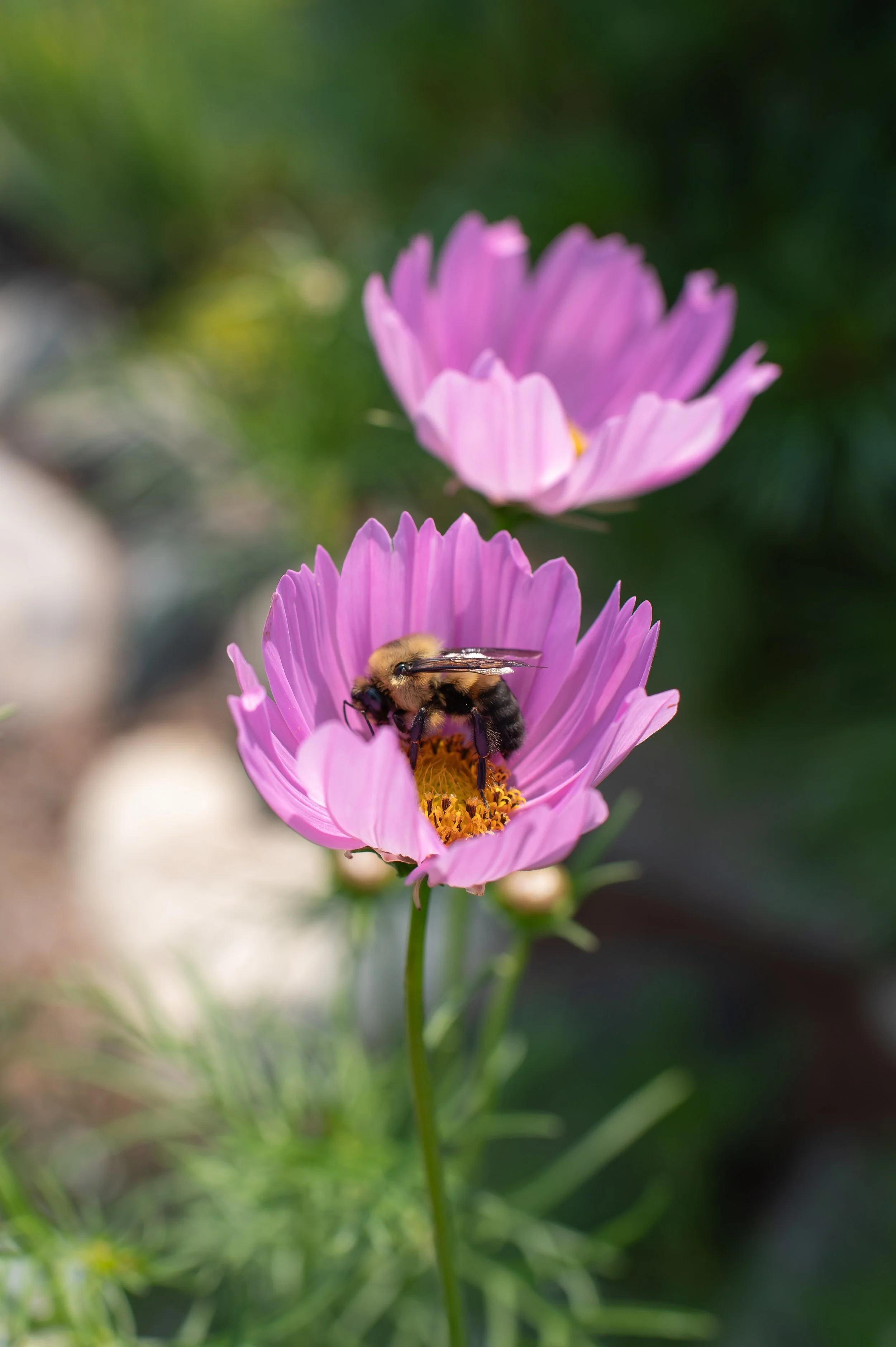 Bee on Pink Cosmos Postcard