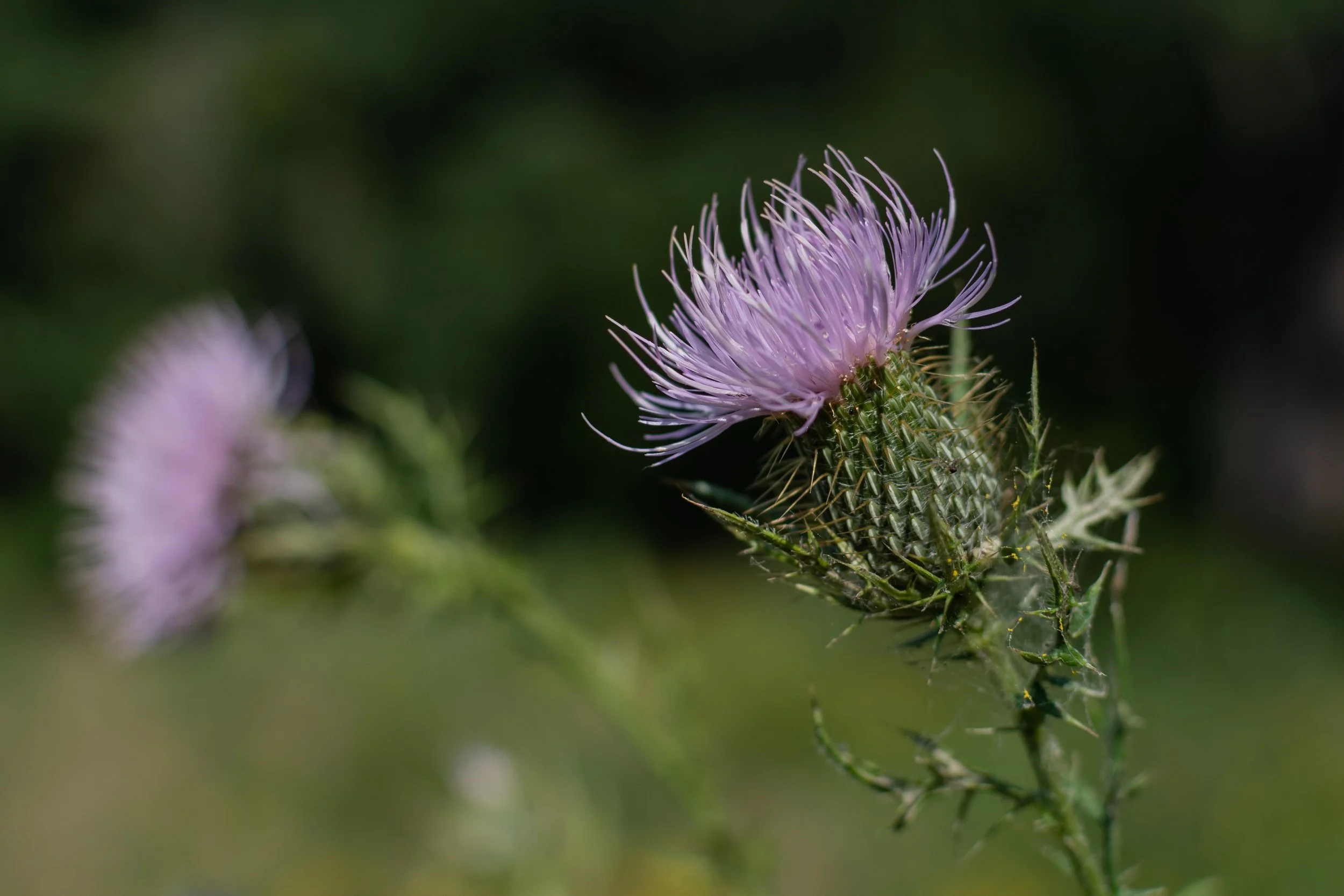 Thistle Postcard