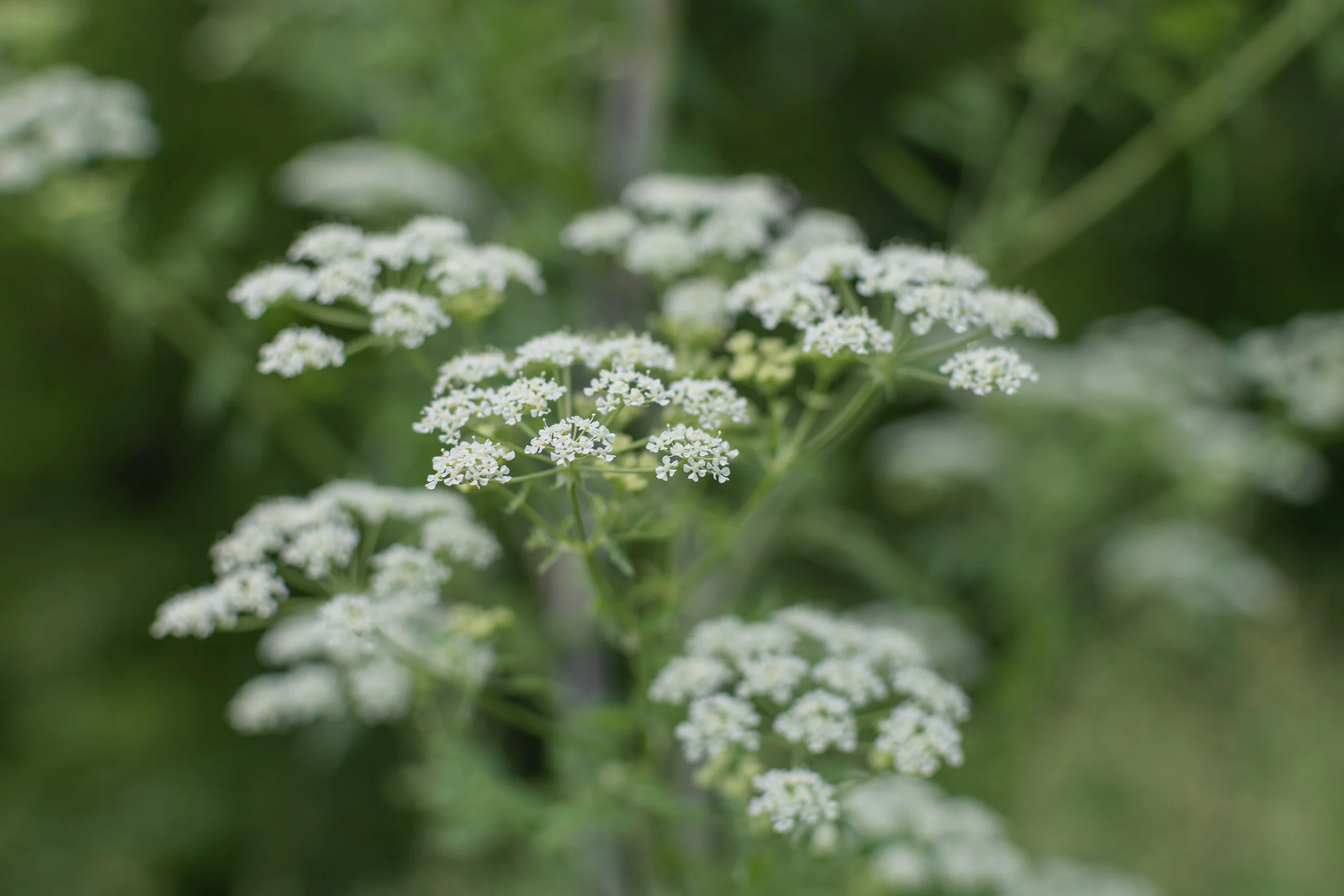 Queen Anne's Lace