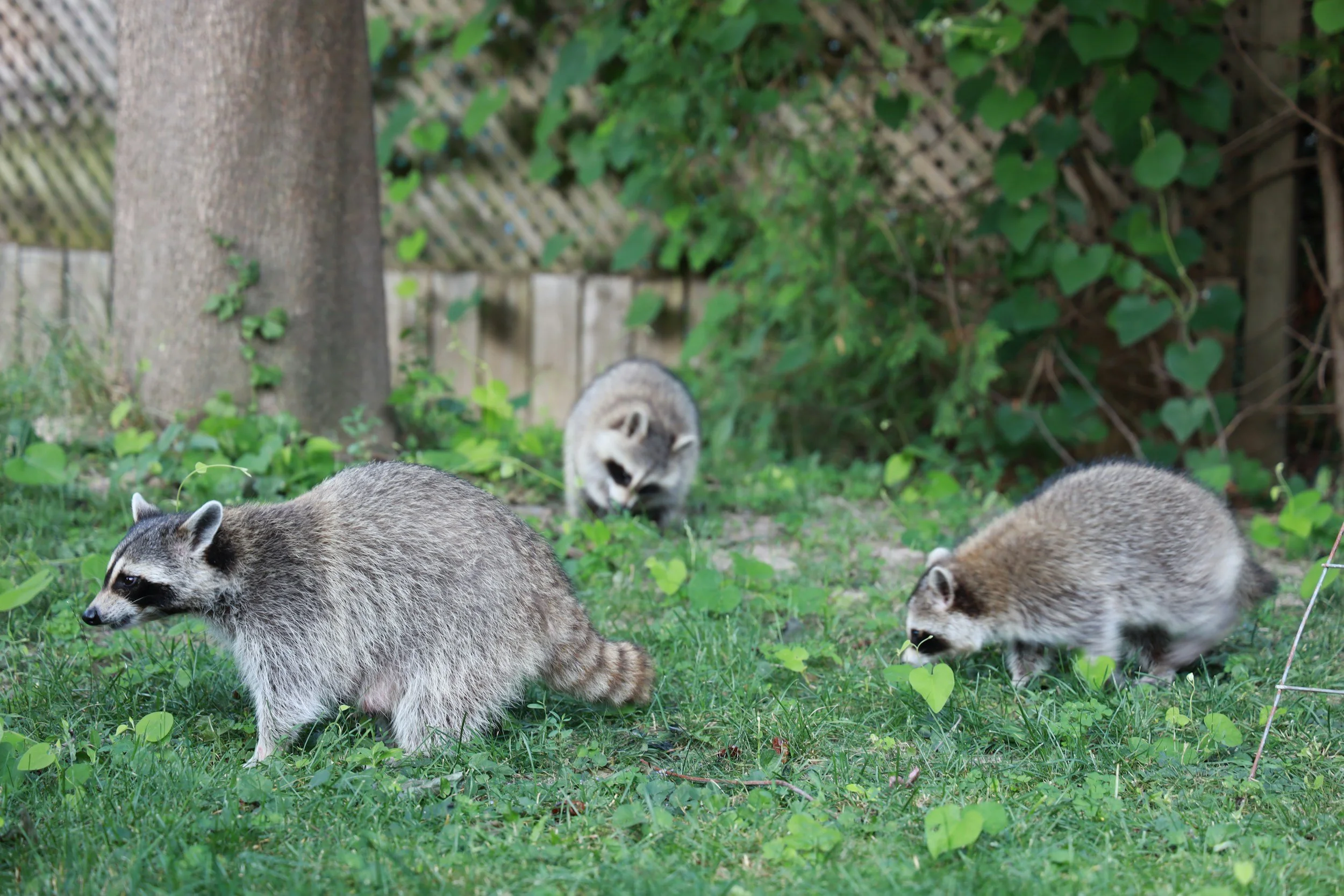 Three raccoons foraging on green grass in a backyard with a tree and a wooden fence with lattice.