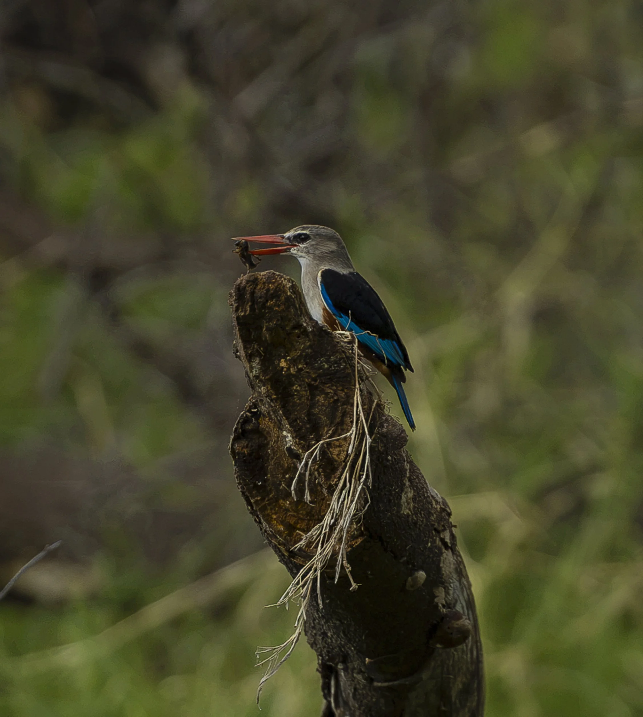 NG1A0751-2.jpg