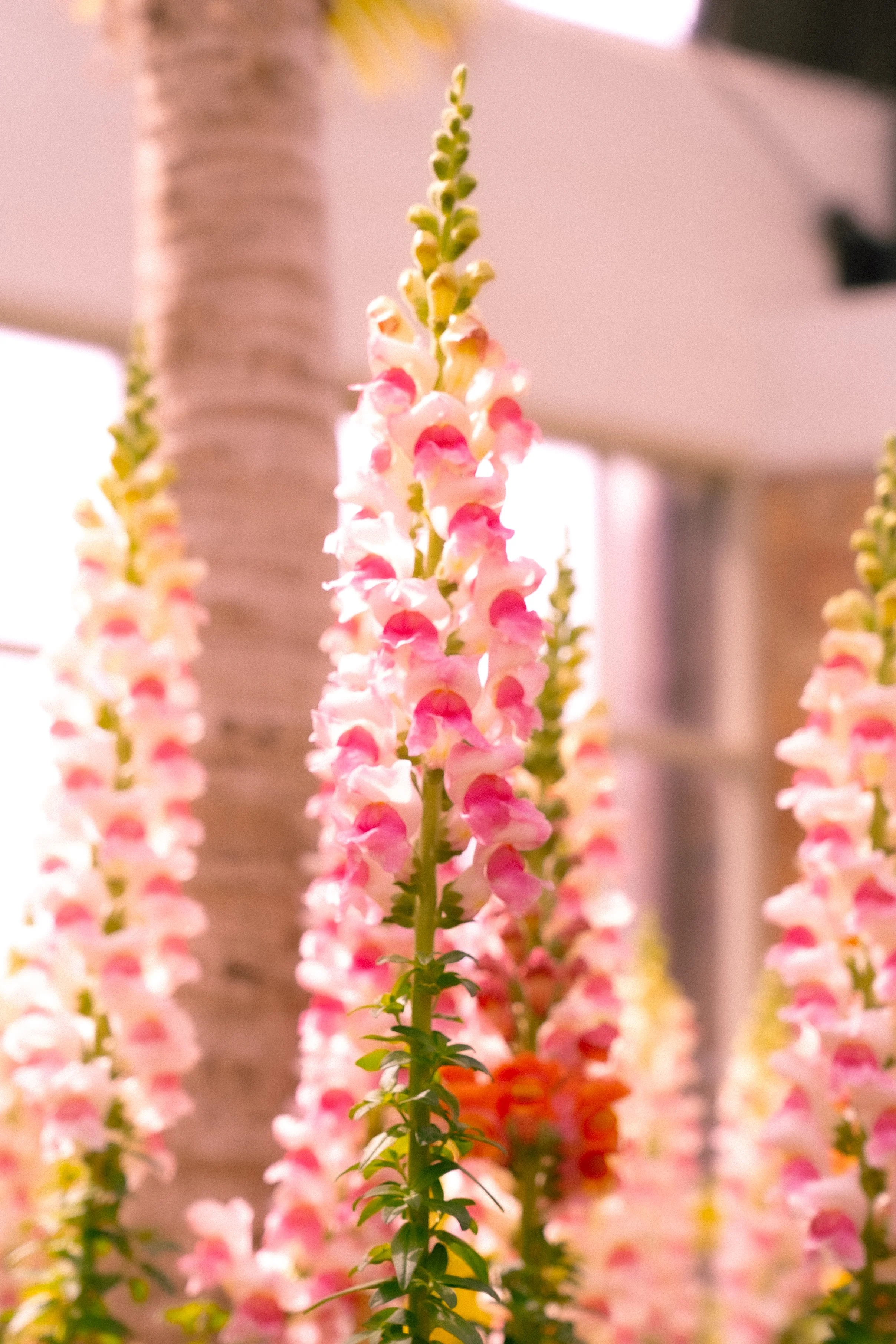 Close-up of pink and white snapdragon flowers in bloom