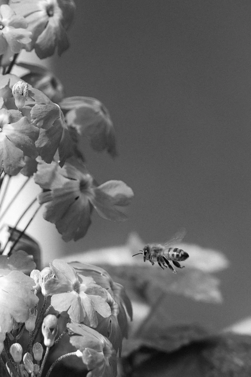 A honey bee flying near a cluster of flowers on a plant, in black and white.