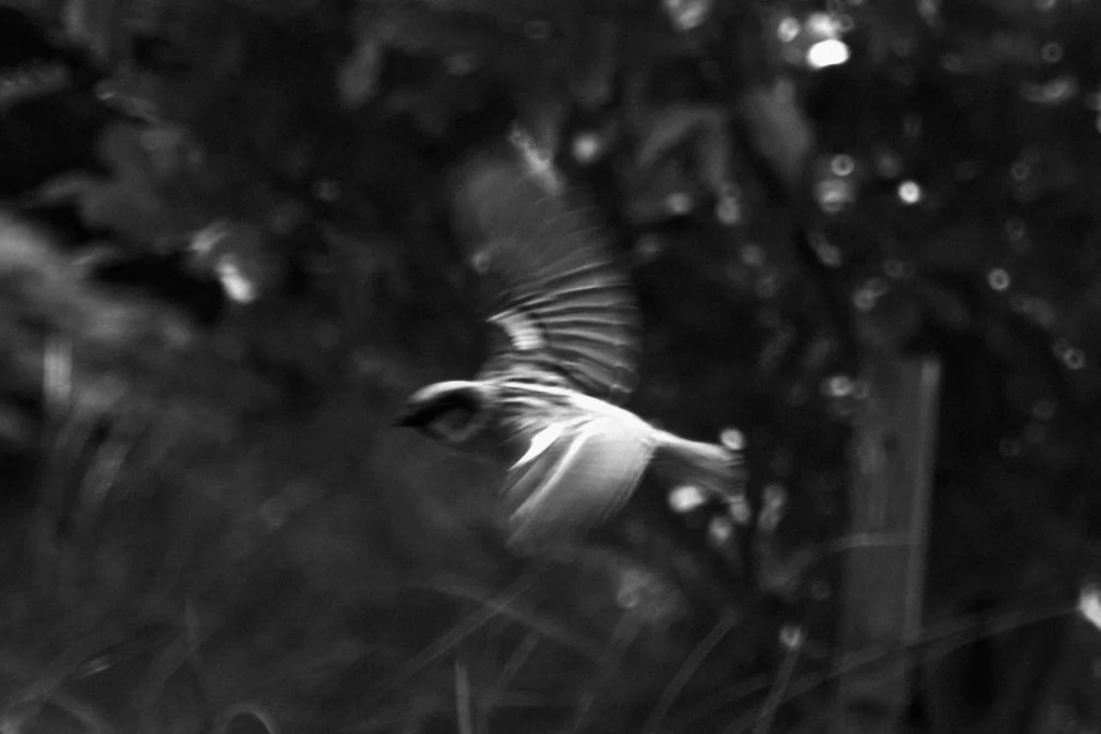 A black and white photo of a bird in flight near trees at night, with blurred wings and background.