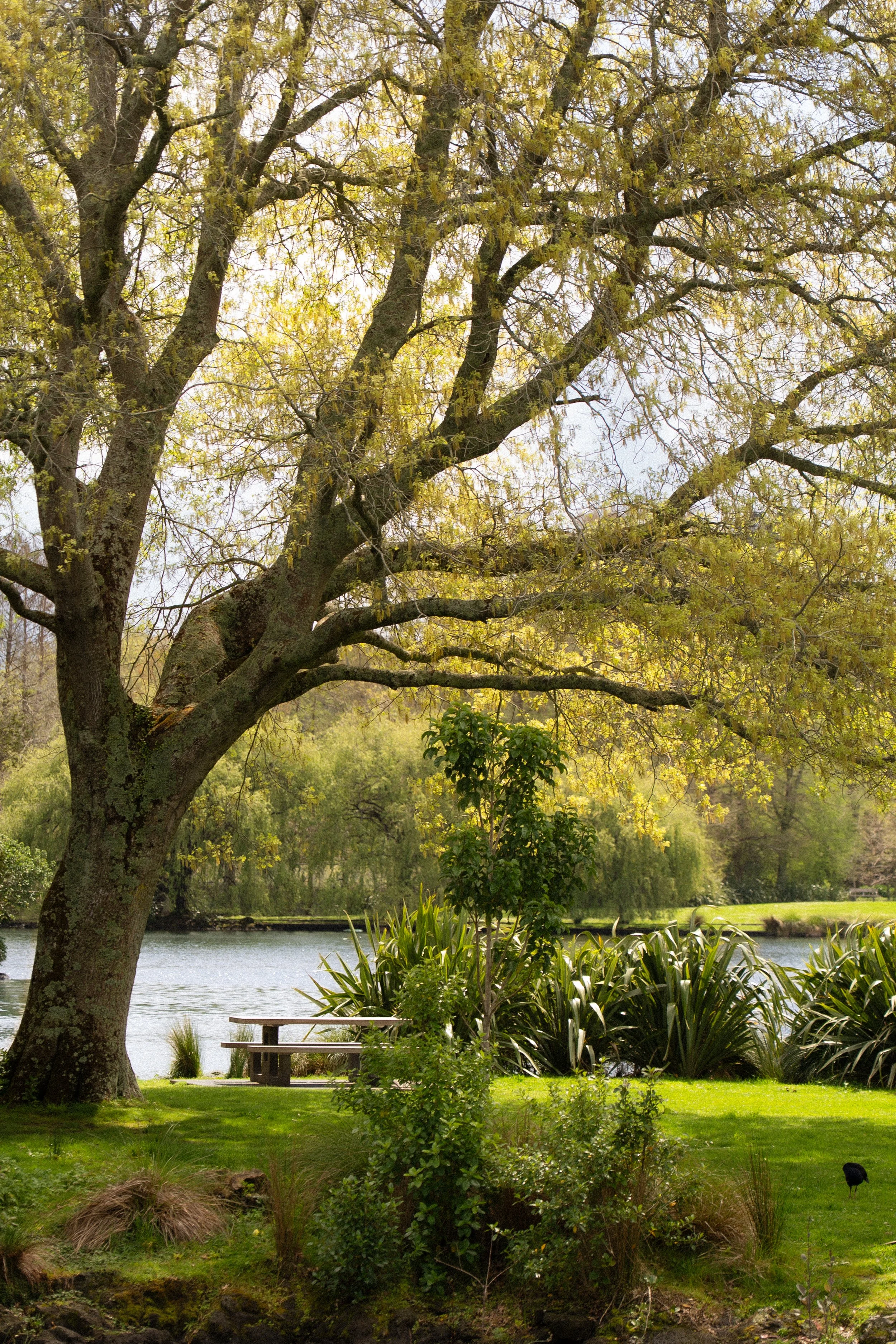 A large tree with sprawling branches over a lakeside park with lush green grass, a small picnic table, various shrubs, and a body of water in the background, under a bright, partly cloudy sky.