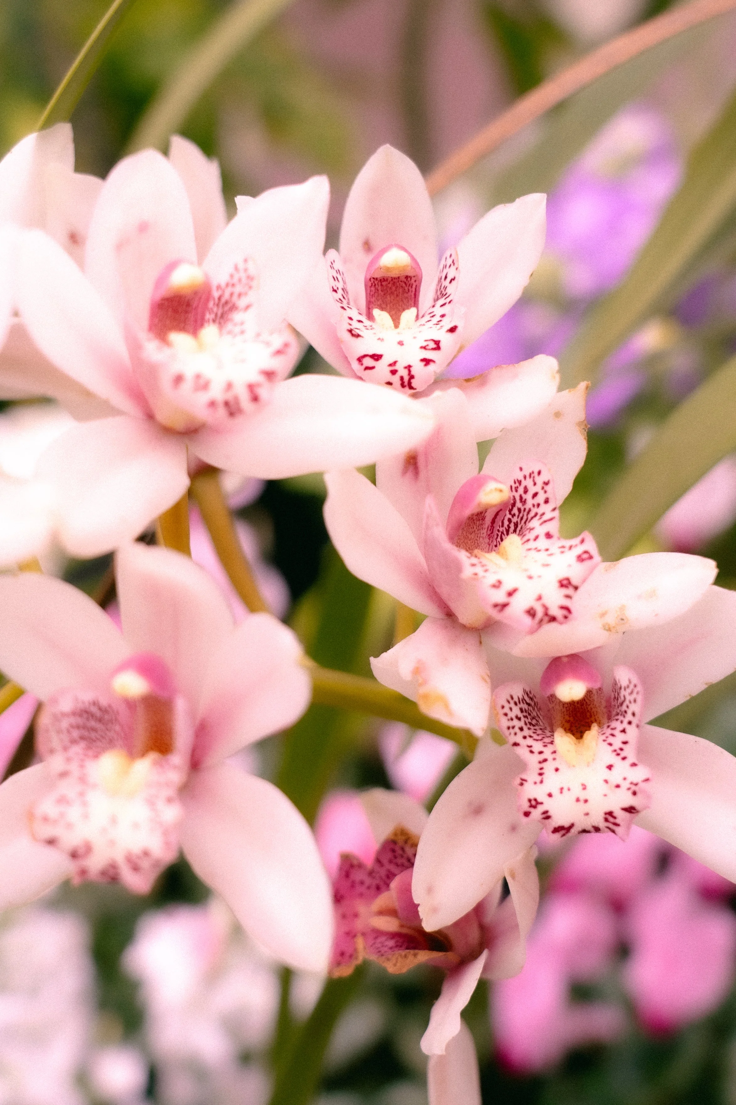 Close-up of pink orchids with spotted centers and yellow-tipped lip structures.