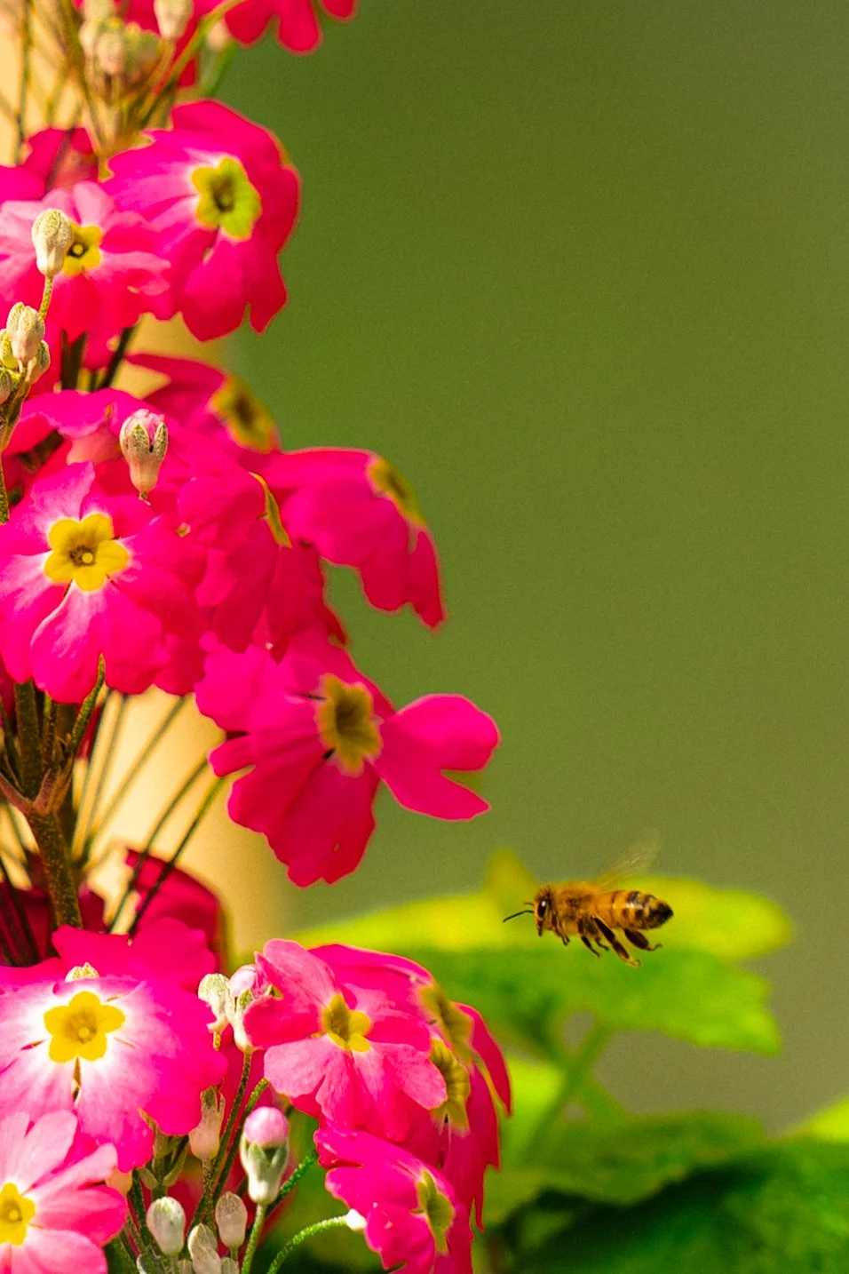Close-up of pink and yellow flowers with a bee flying nearby against a green blurred background.