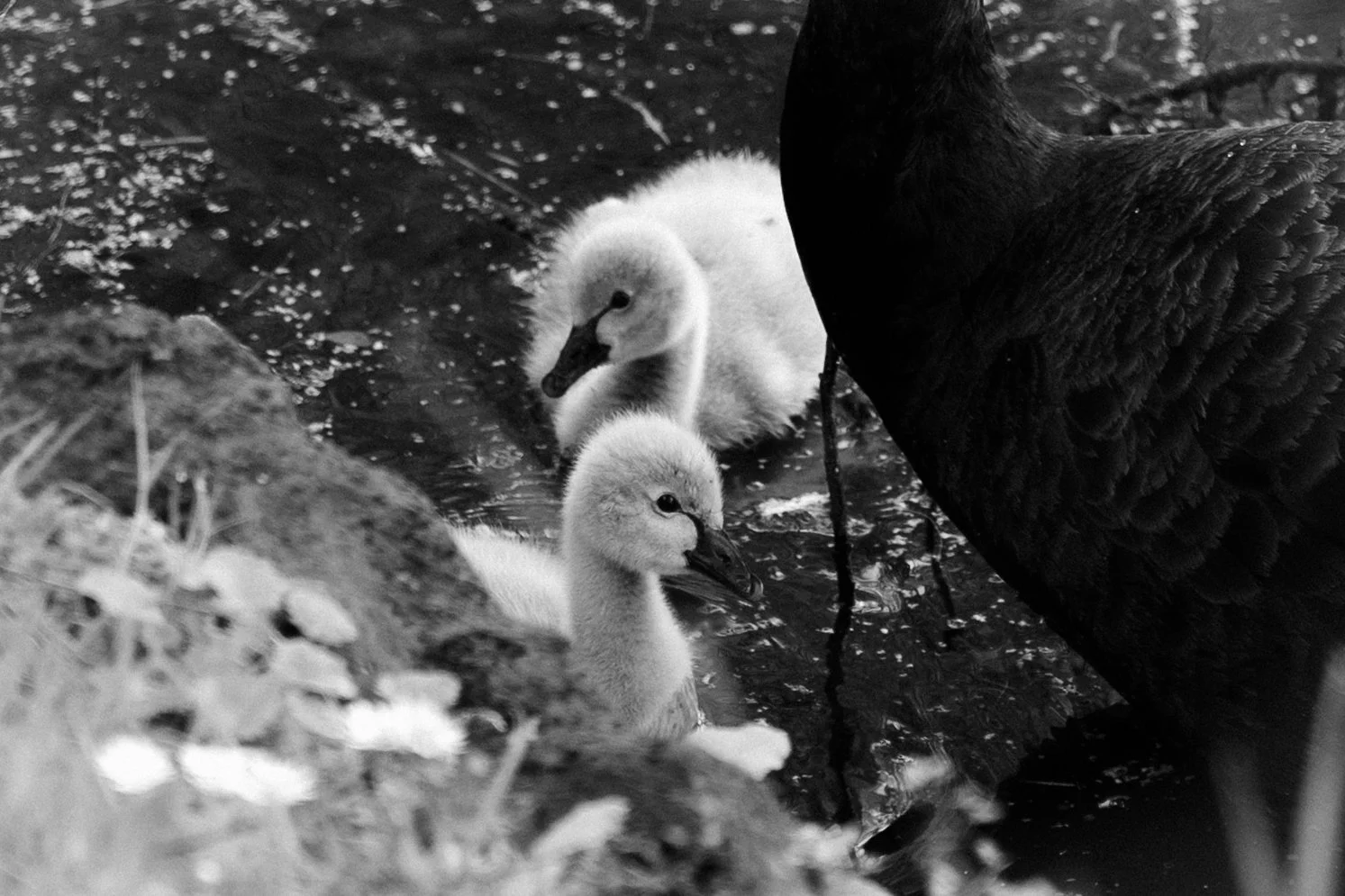 Black and white photo of two baby swans (cygnets) swimming in water near a larger bird, possibly a black swan, on the right side.