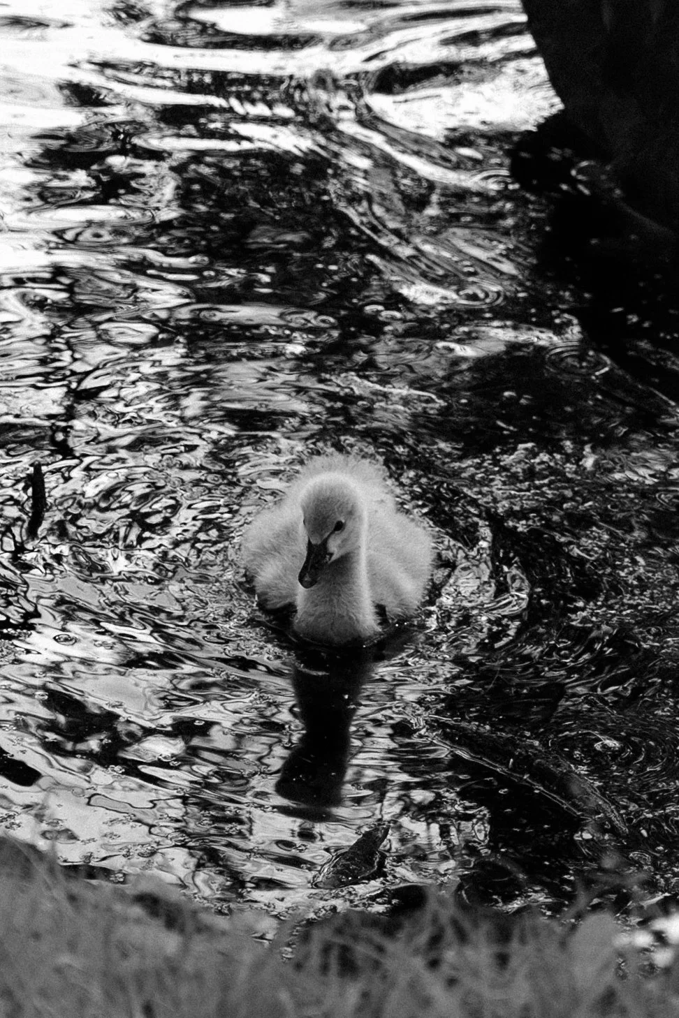 A baby swan swimming in water with ripples and reflections on the surface.
