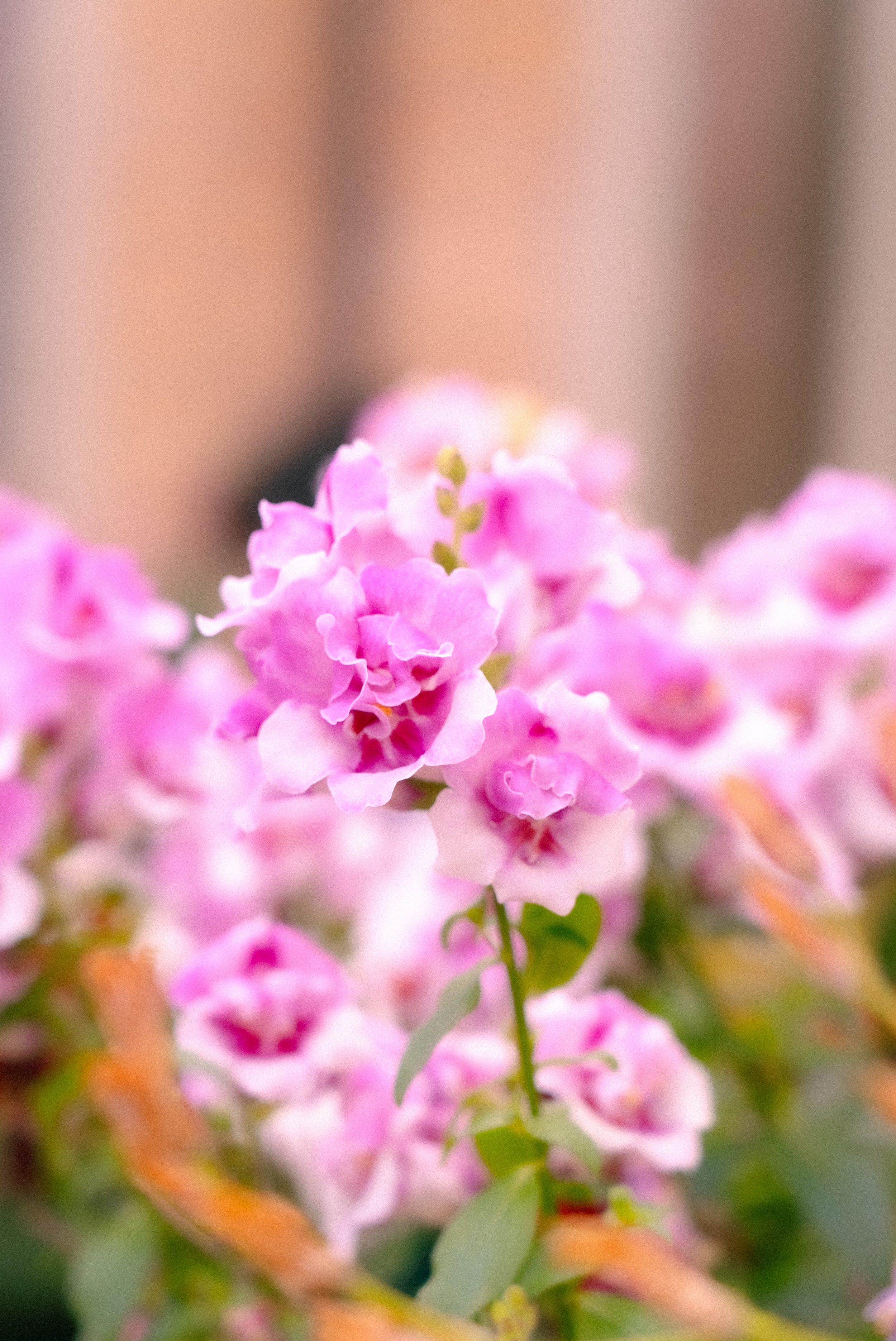 Close-up of pink and purple flowers with blurred background.