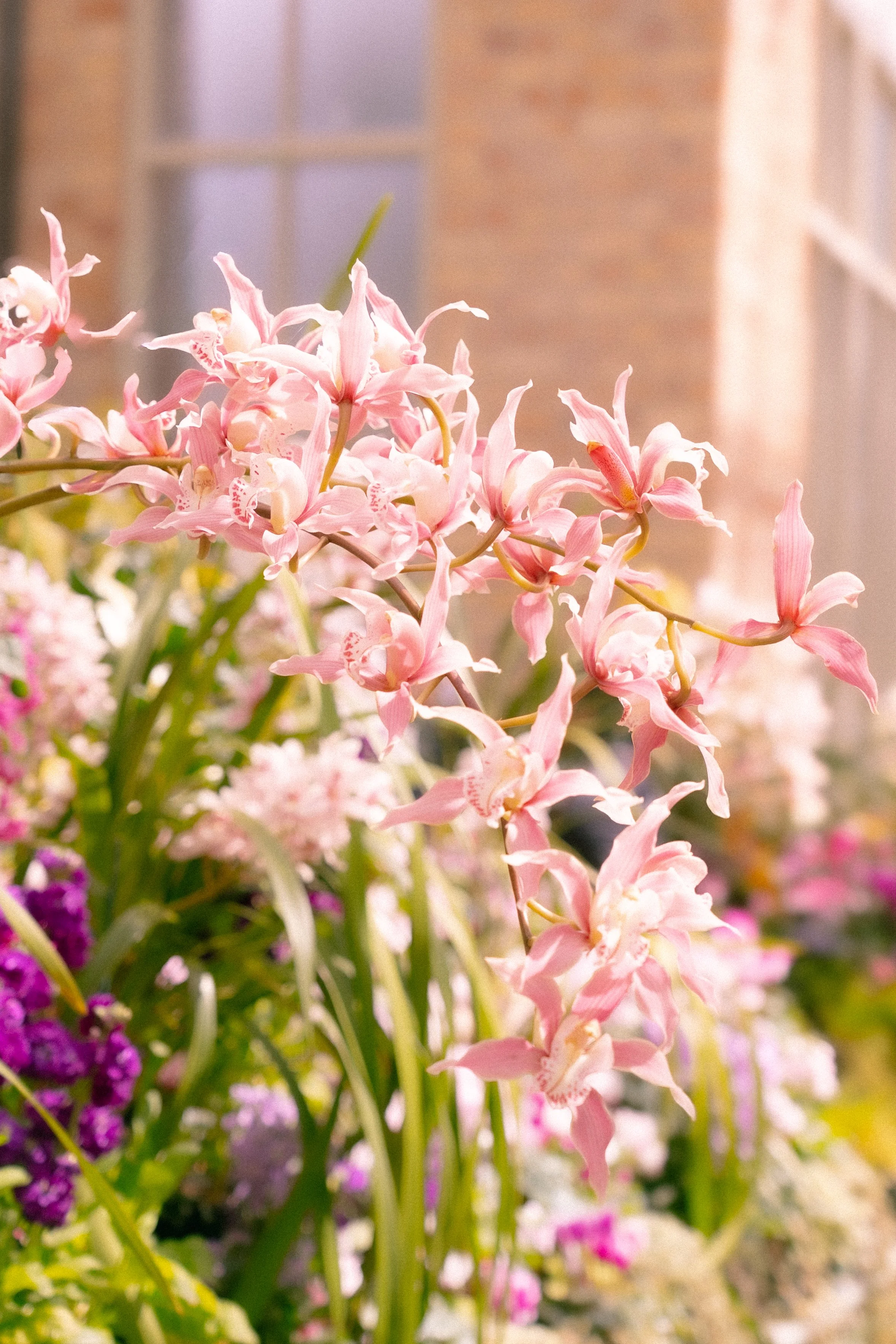 Pink orchids blooming in a garden with a brick building and a window in the background.