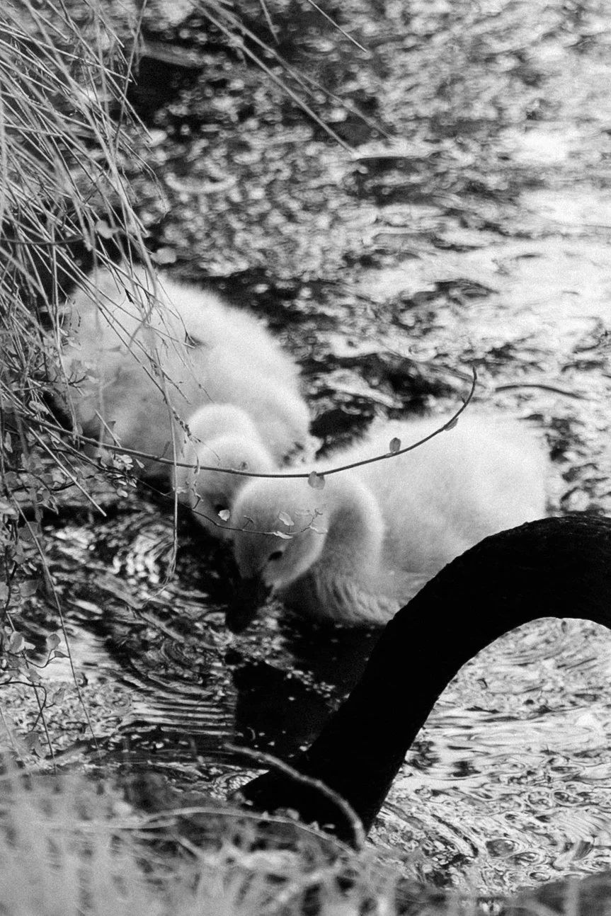 A black and white photo of a swan drinking from a pond near overhanging grass and branches.