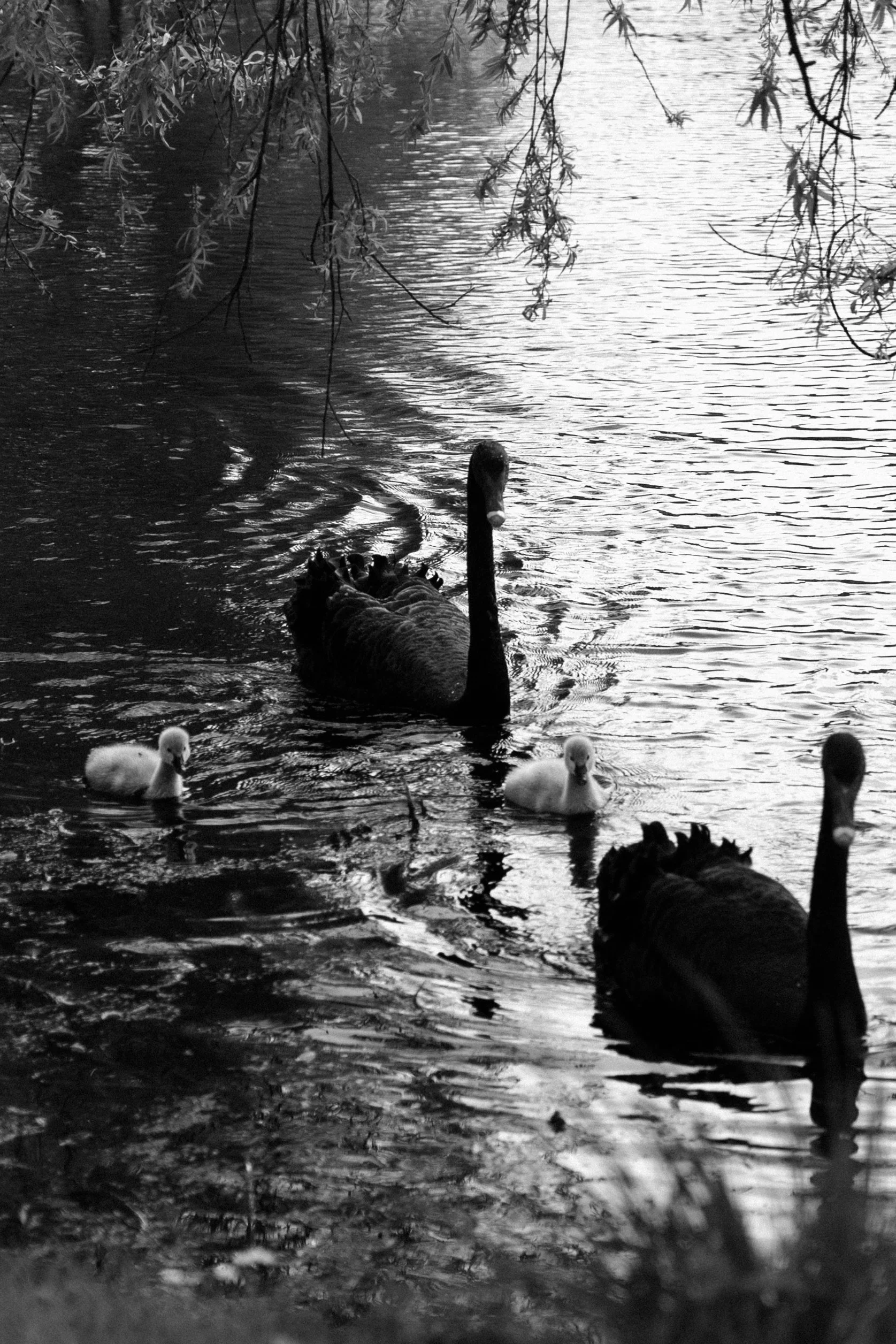 Black and white photo of a black swan with three cygnets swimming on a lake, with overhanging tree branches above.