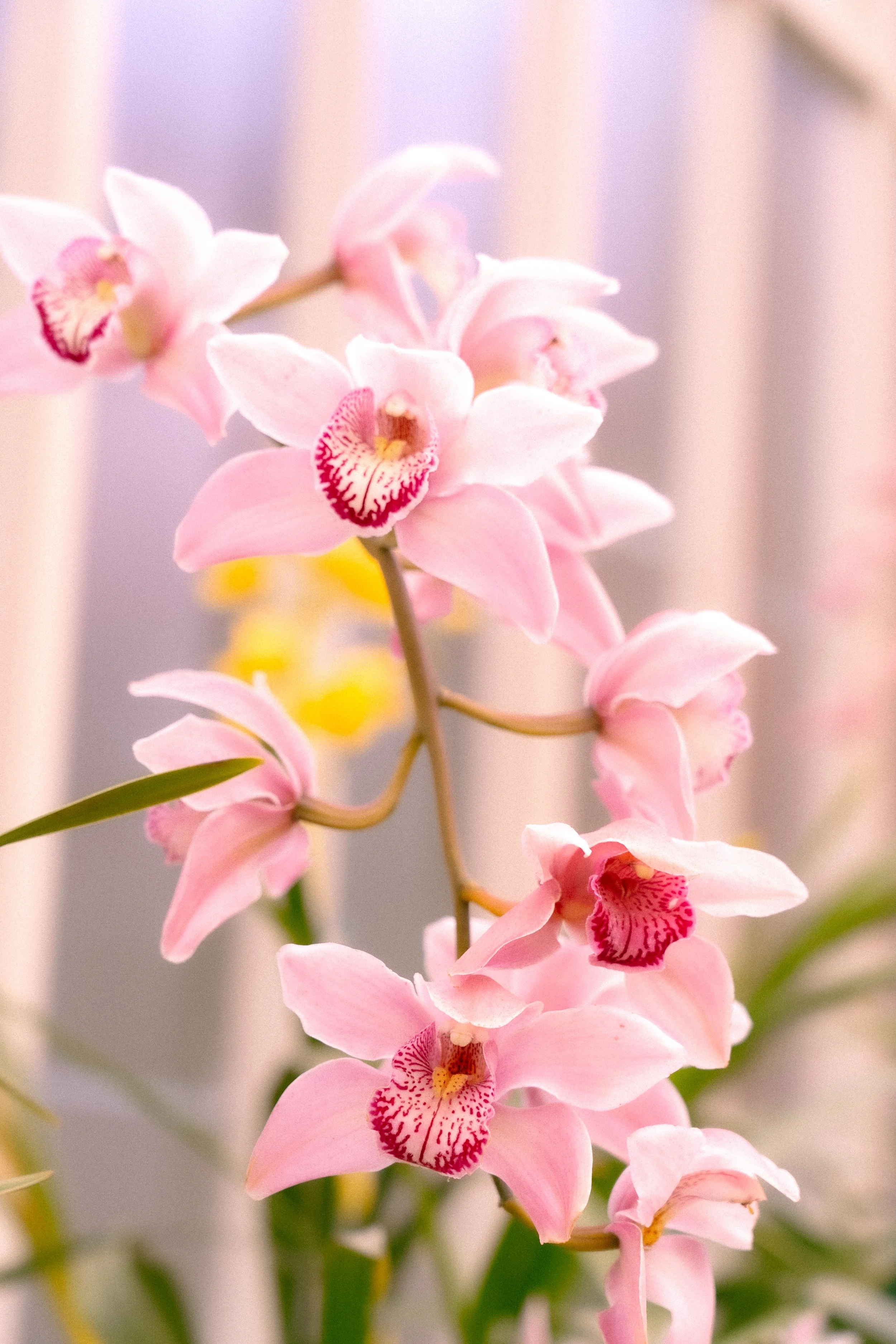 Close-up of pink orchids with a blurred background.